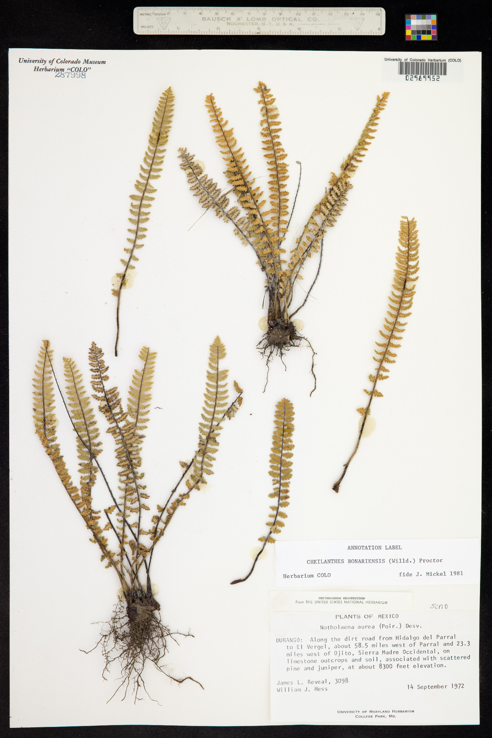 Cheilanthes bonariensis image