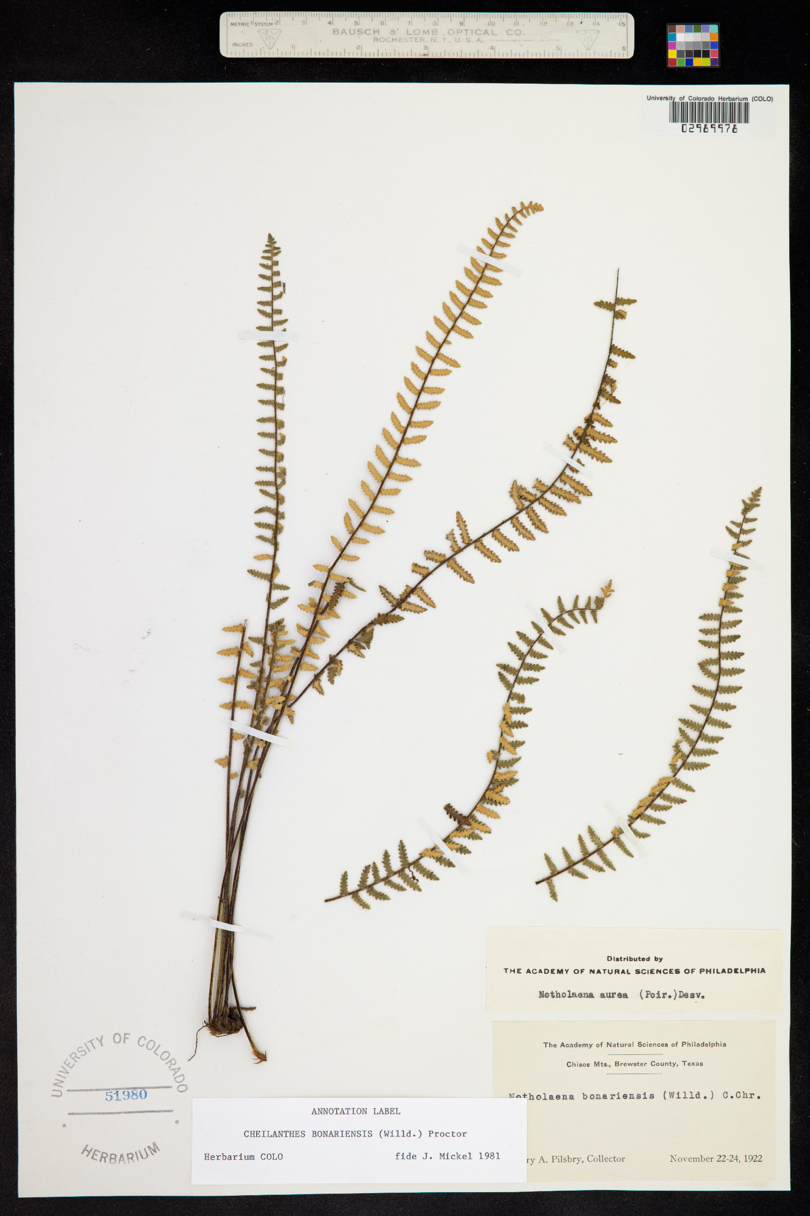 Cheilanthes bonariensis image