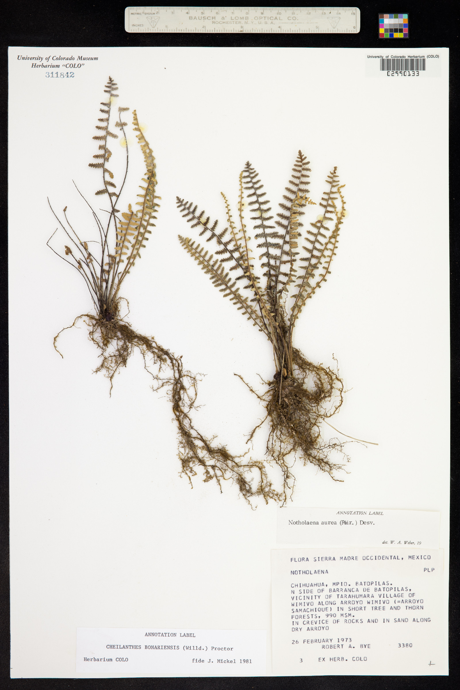 Cheilanthes bonariensis image