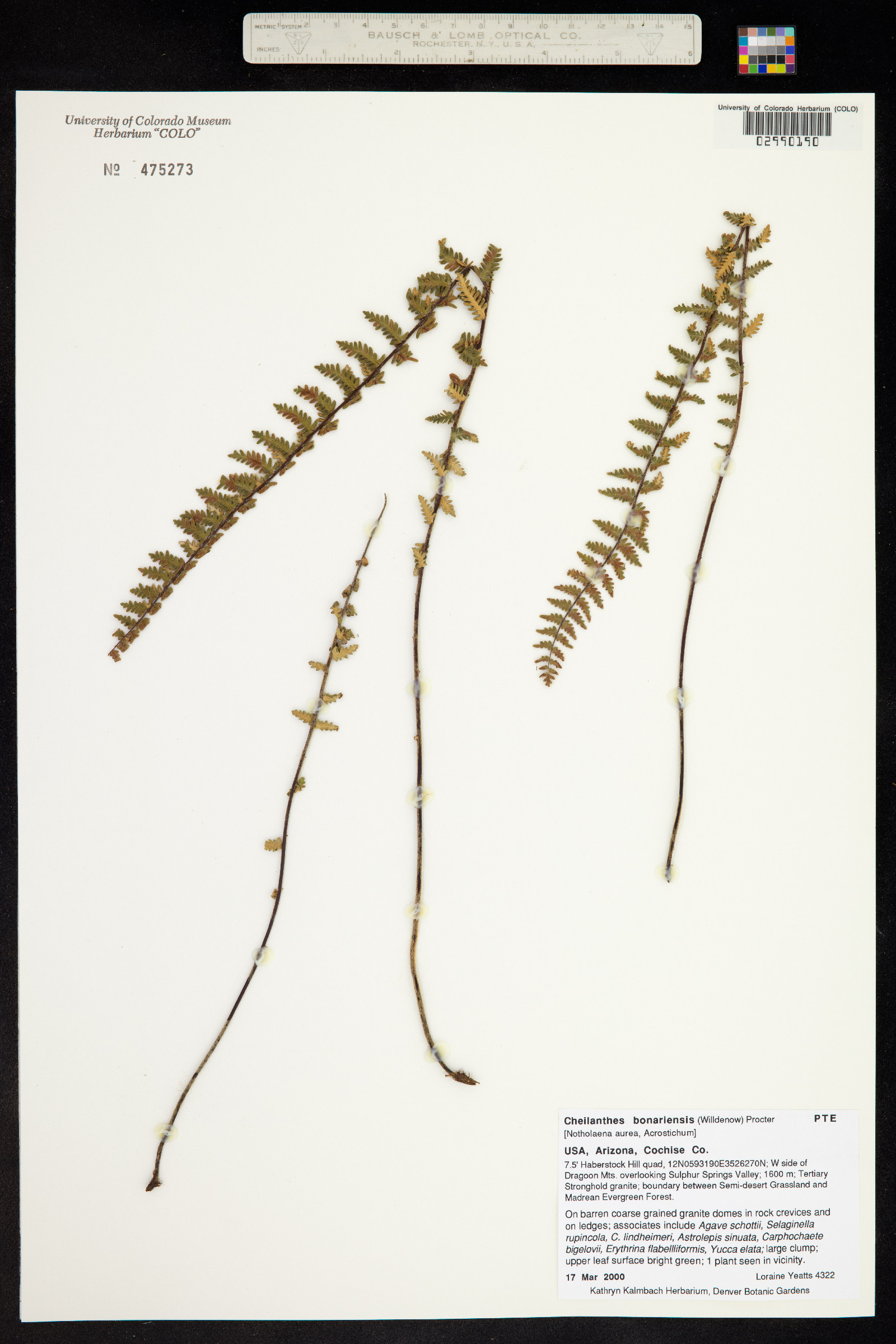 Cheilanthes bonariensis image