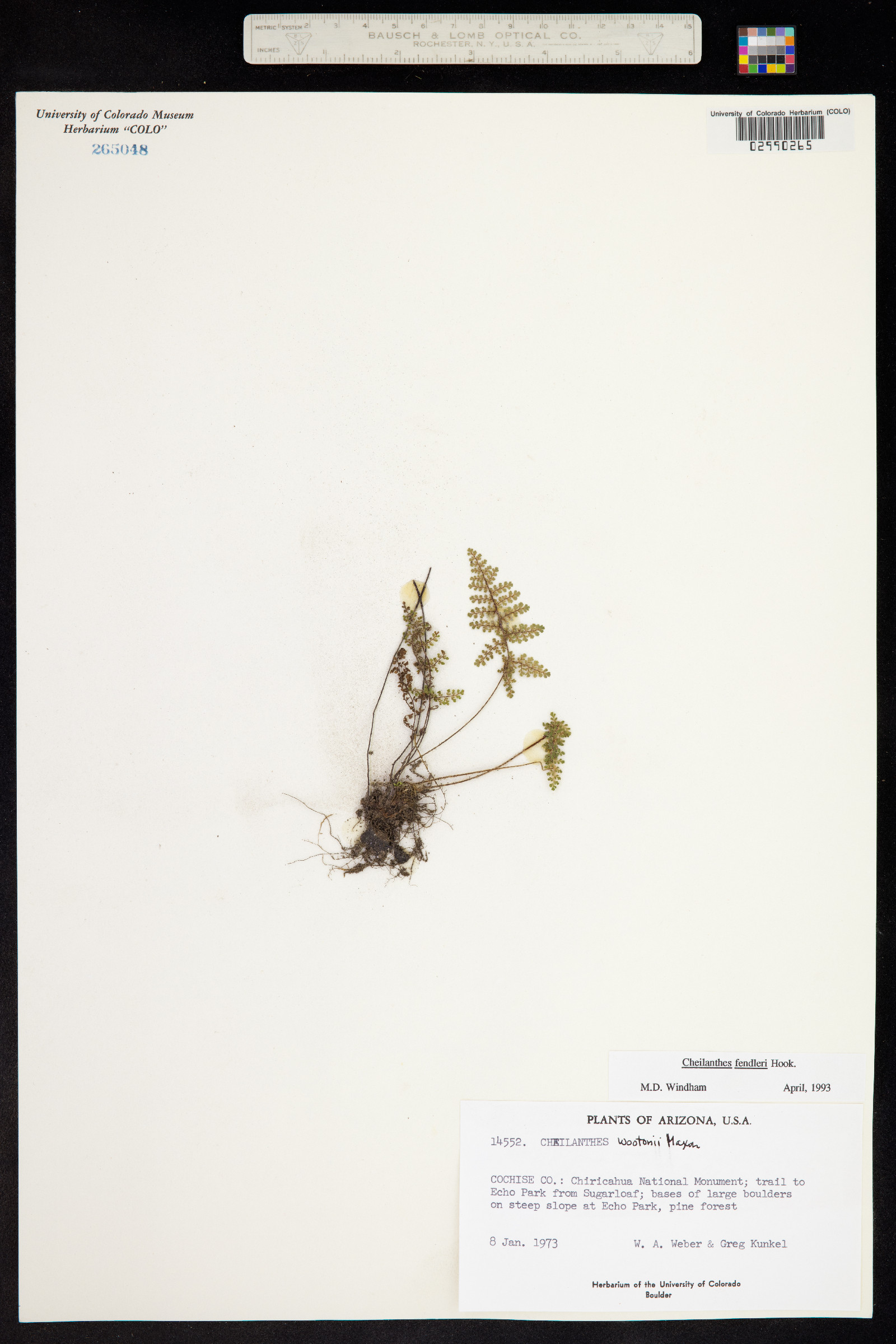 Cheilanthes fendleri image