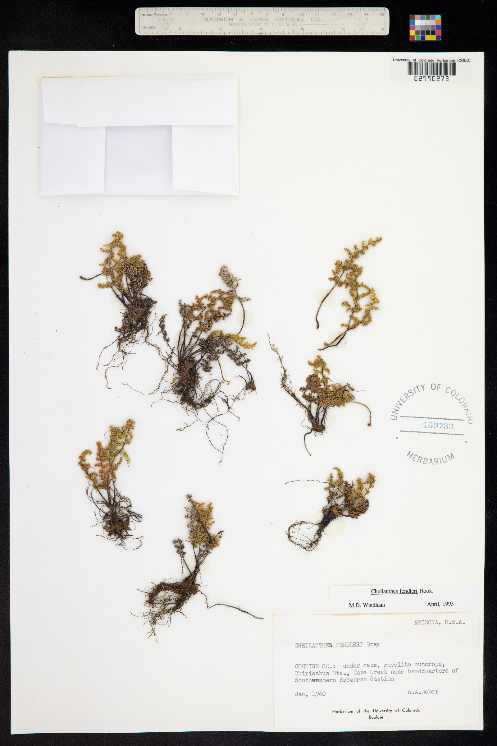 Cheilanthes fendleri image