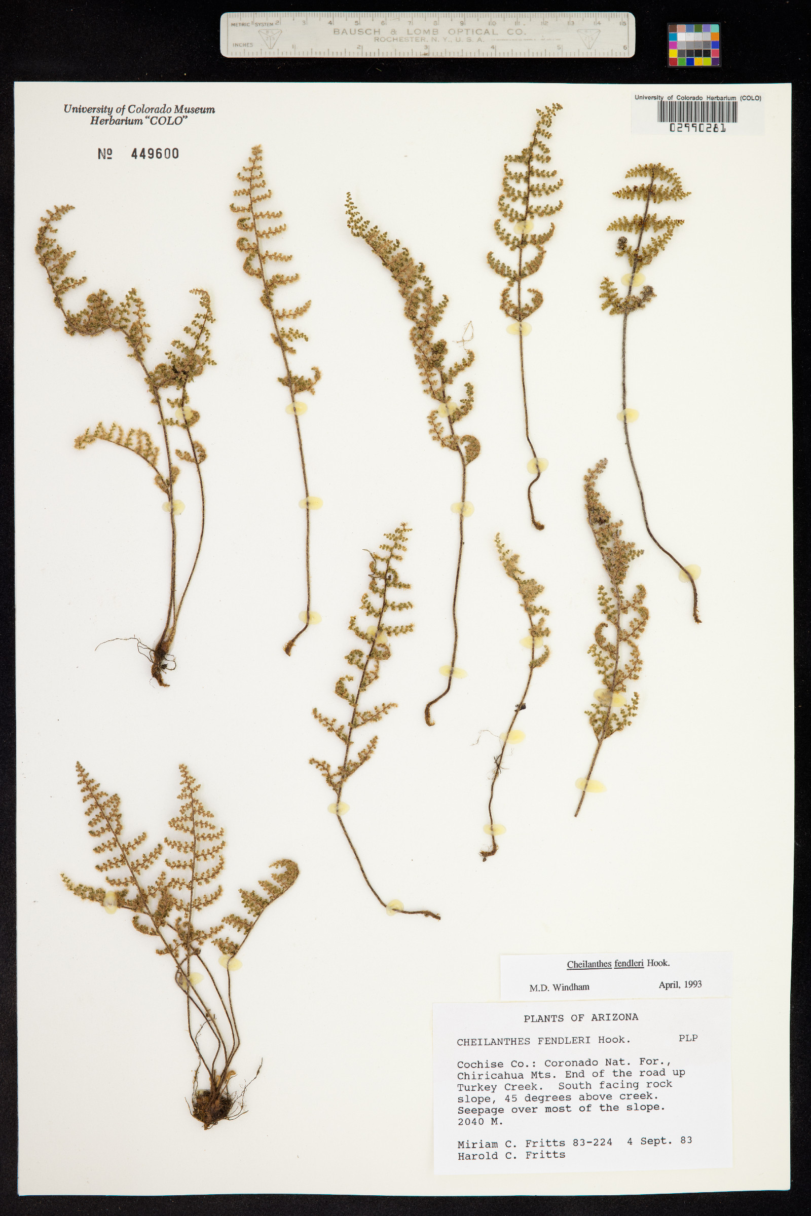 Cheilanthes fendleri image