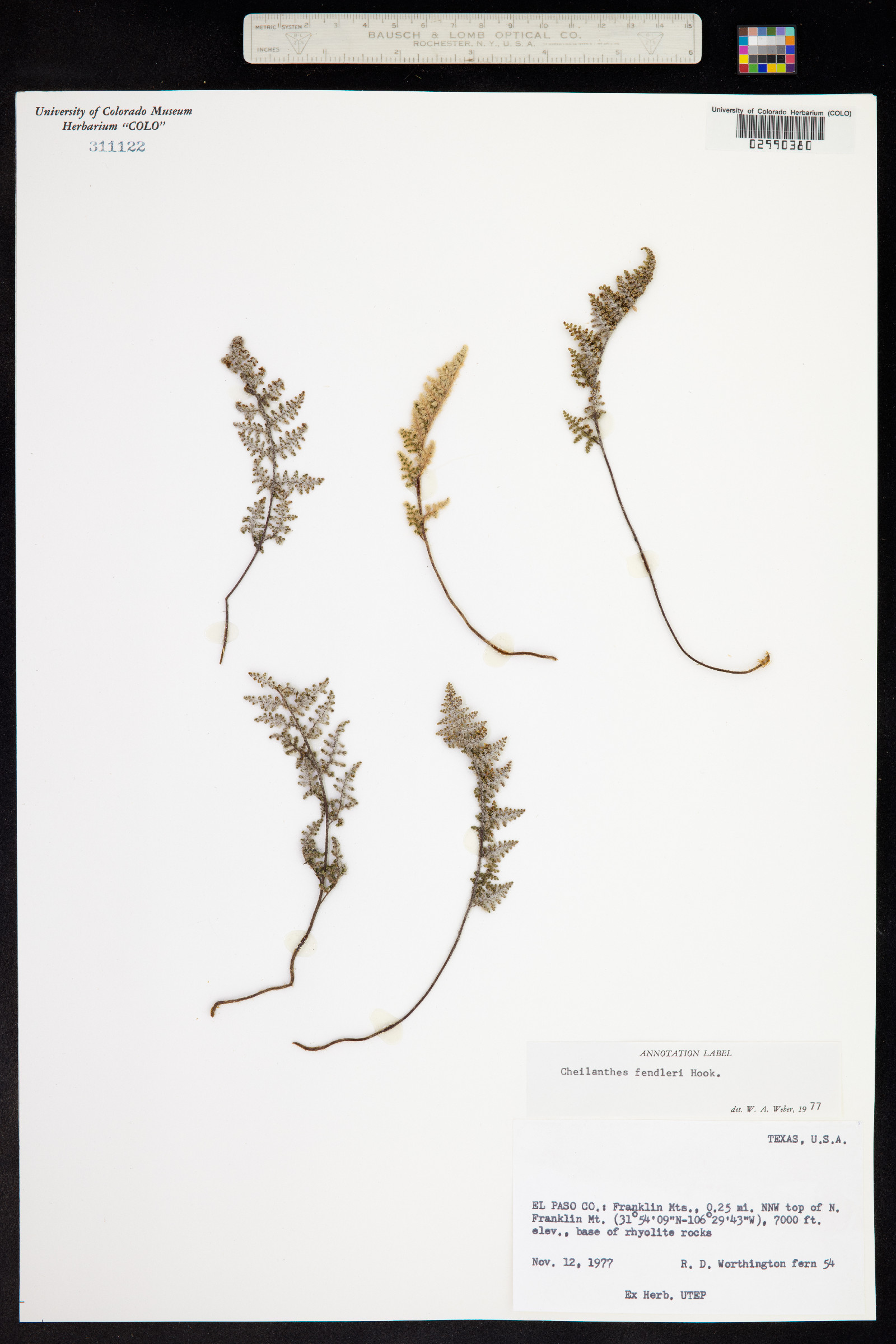 Cheilanthes fendleri image