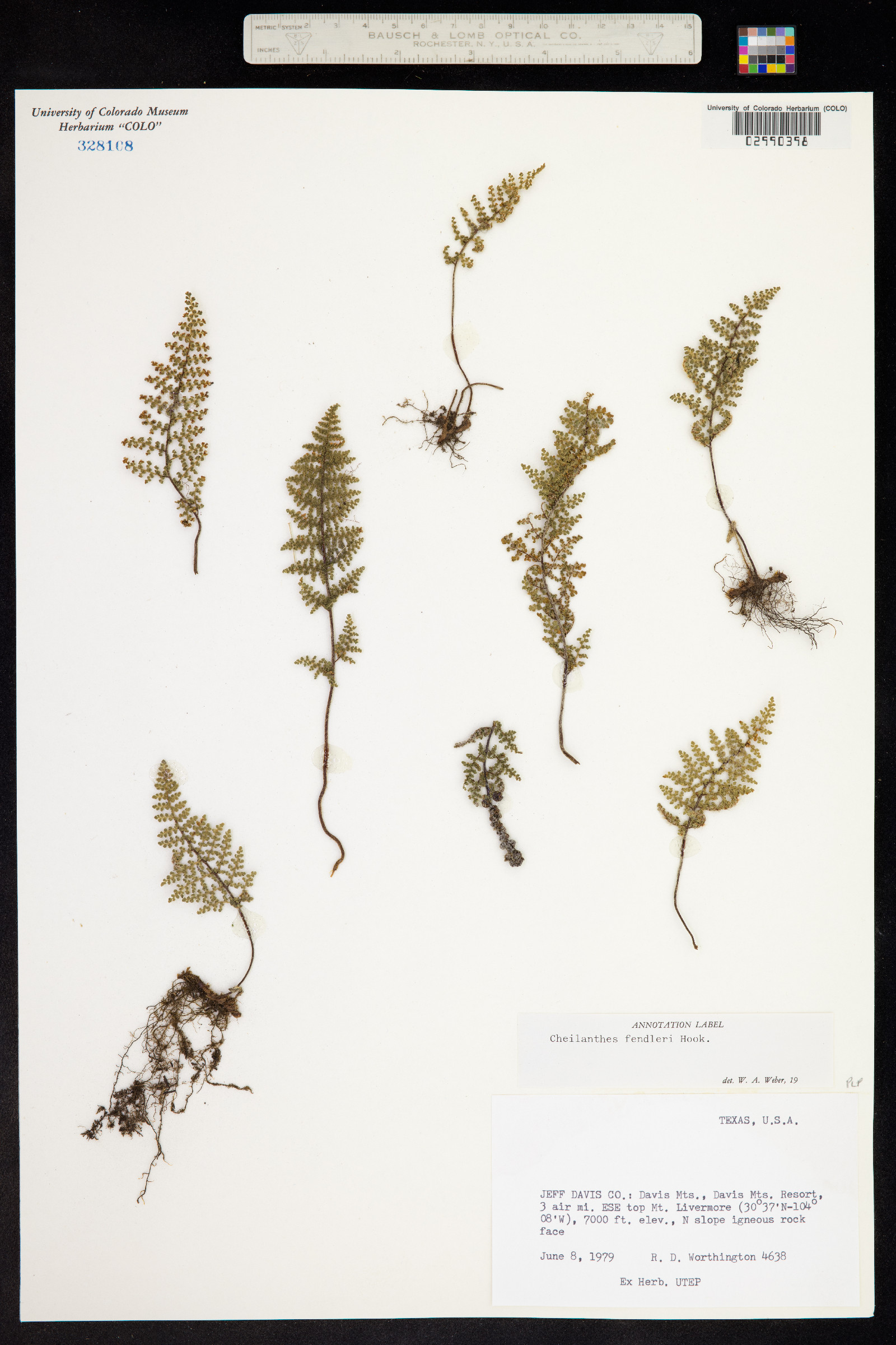 Cheilanthes fendleri image