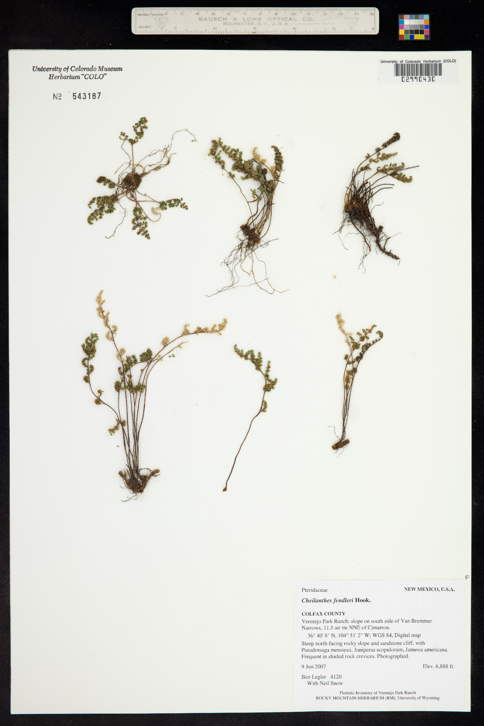 Cheilanthes fendleri image