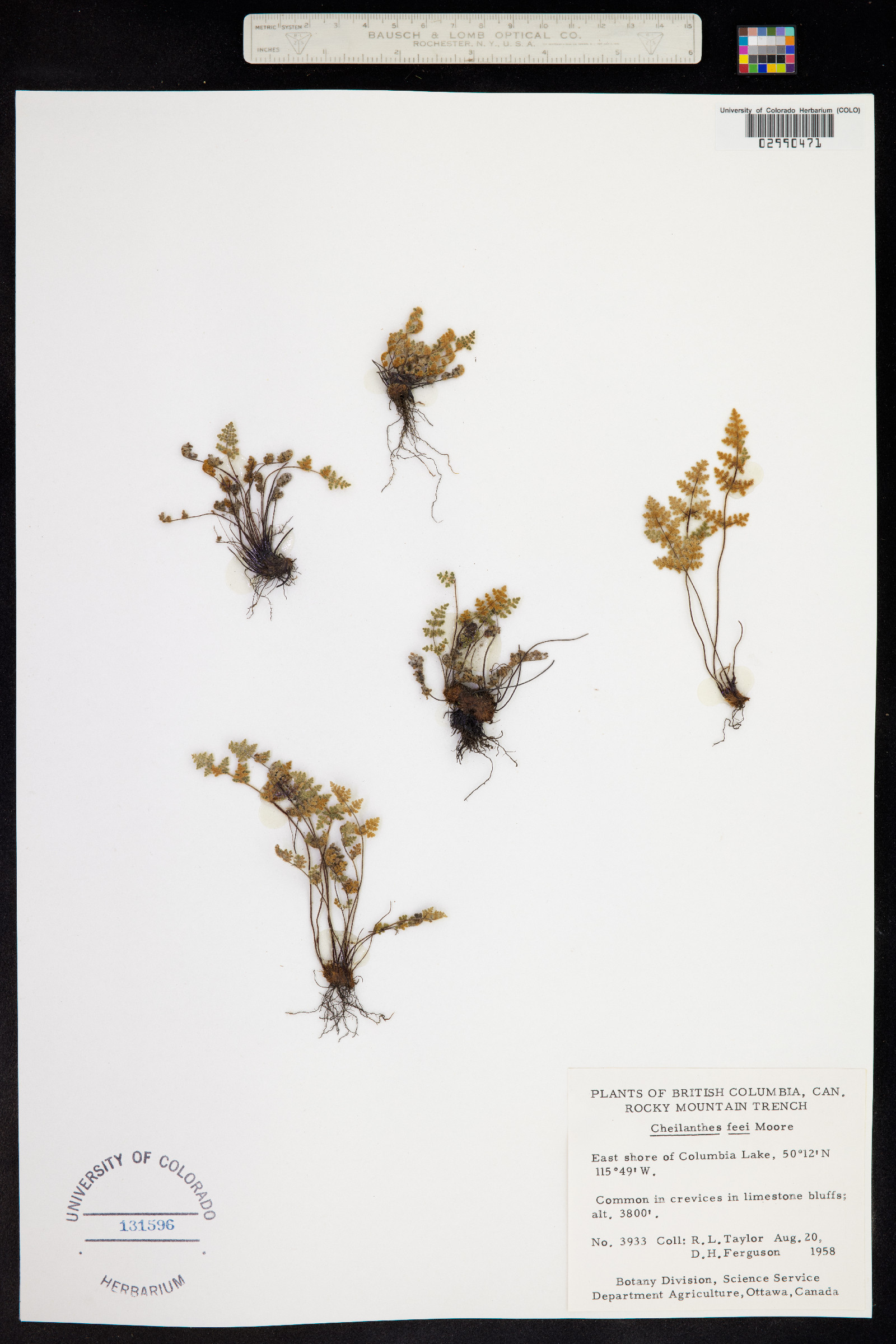 Cheilanthes féei image