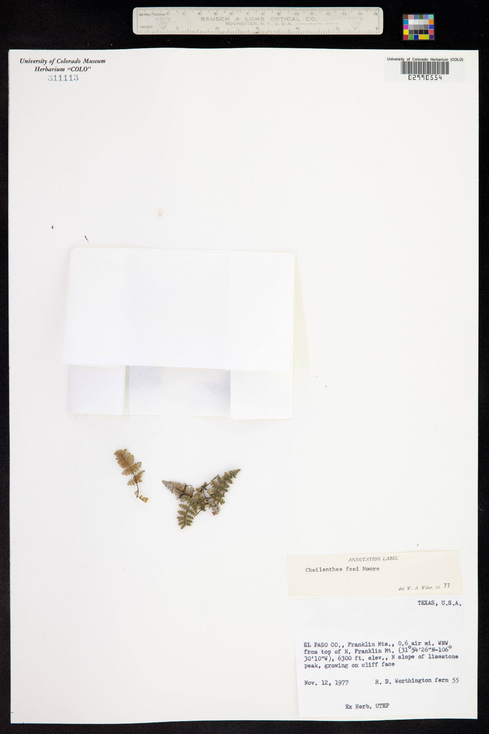 Cheilanthes féei image