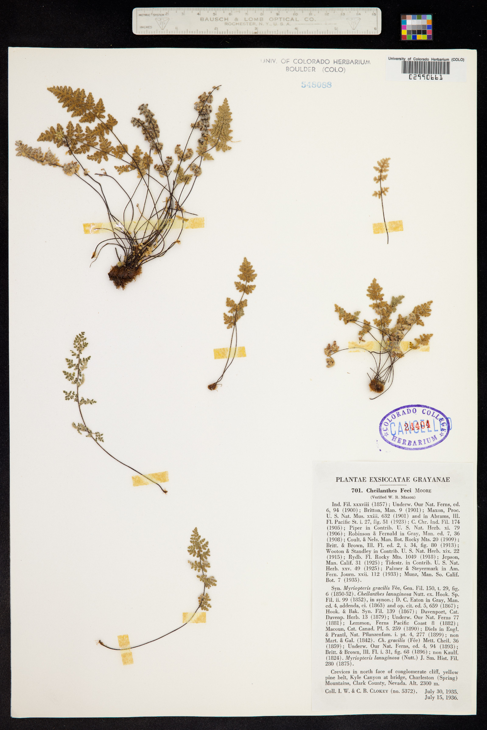 Cheilanthes féei image