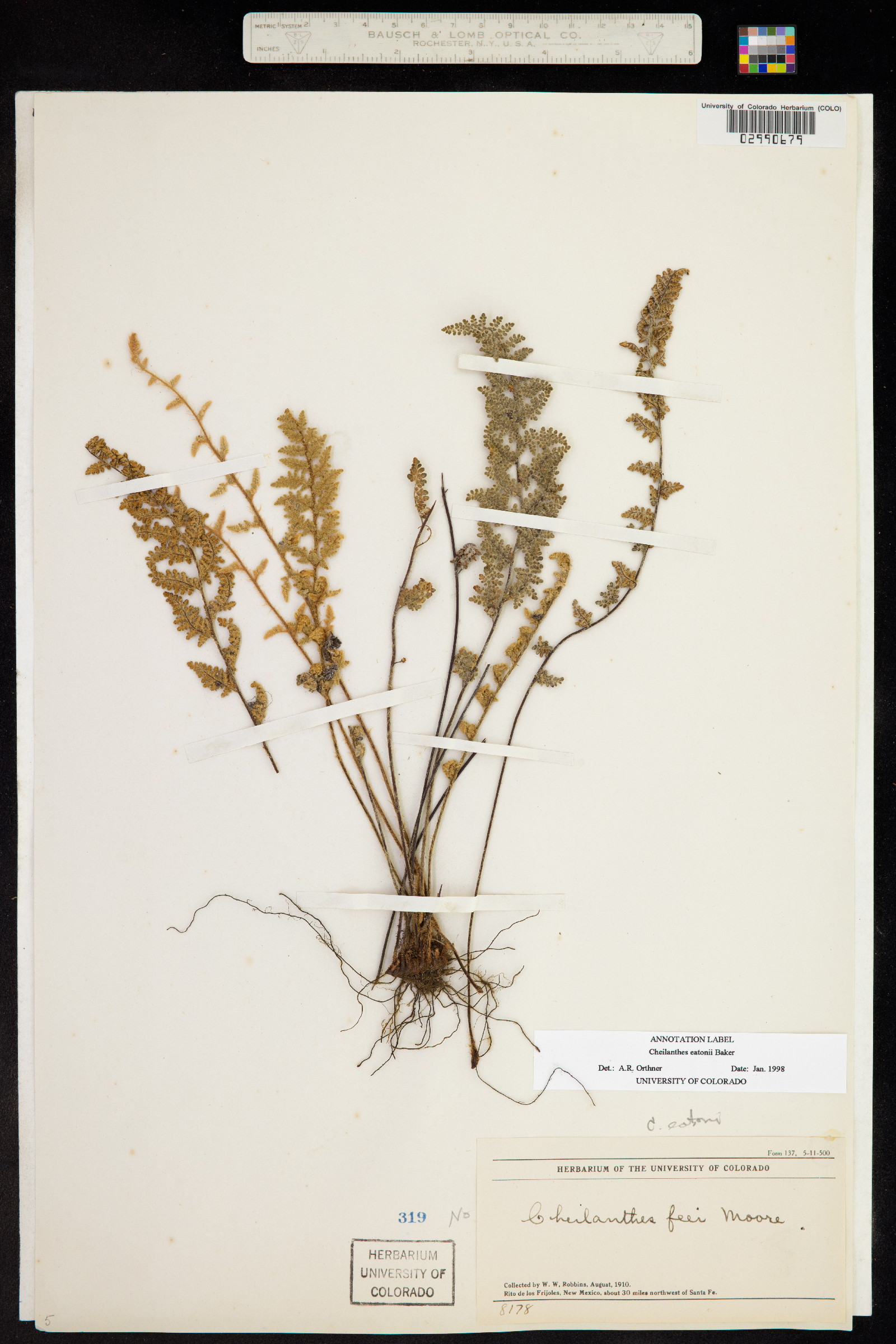 Cheilanthes eatonii image
