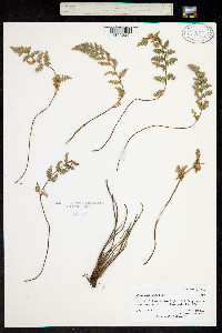 Cheilanthes eatonii image
