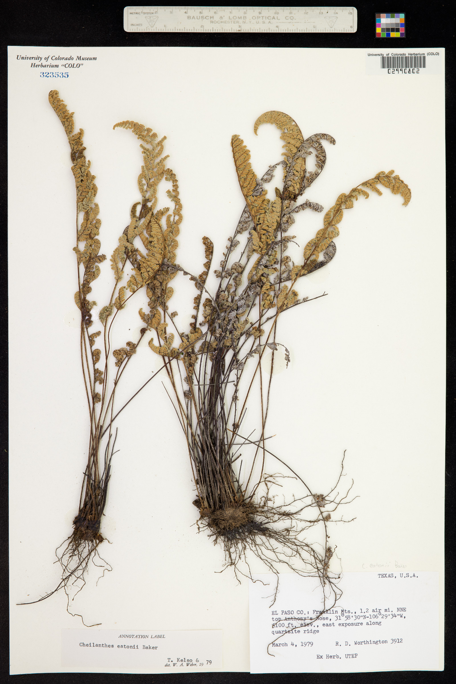 Cheilanthes eatonii image