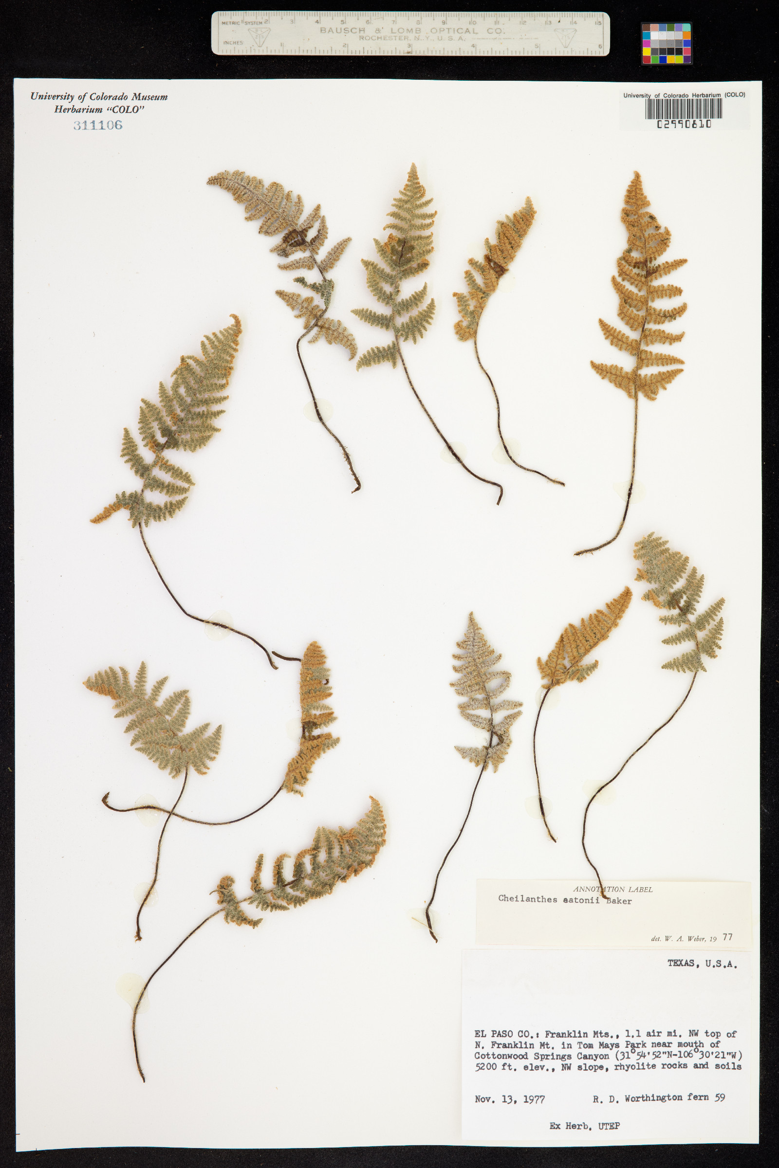 Pteridaceae image