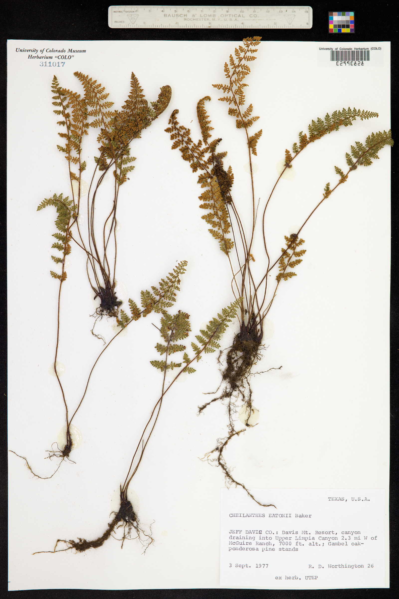 Cheilanthes eatonii image