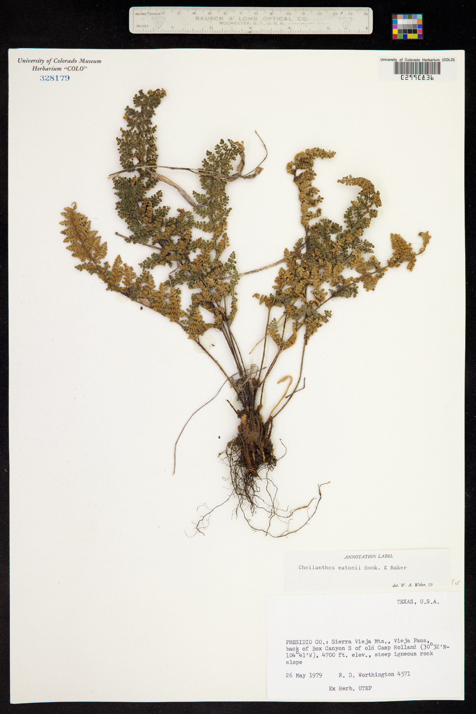 Cheilanthes eatonii image