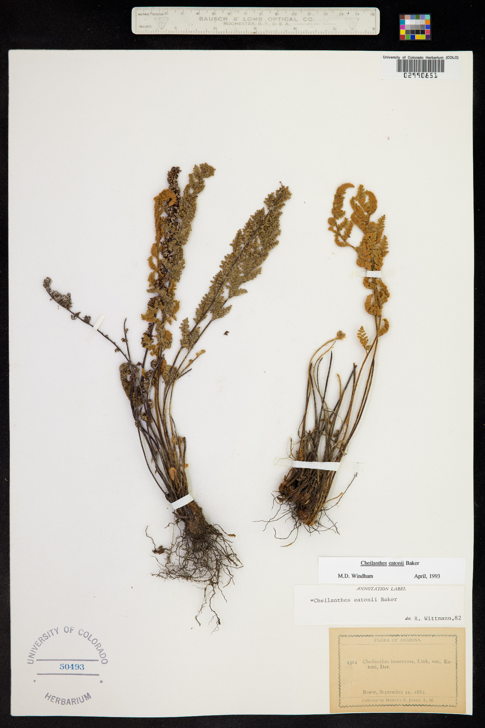 Cheilanthes image