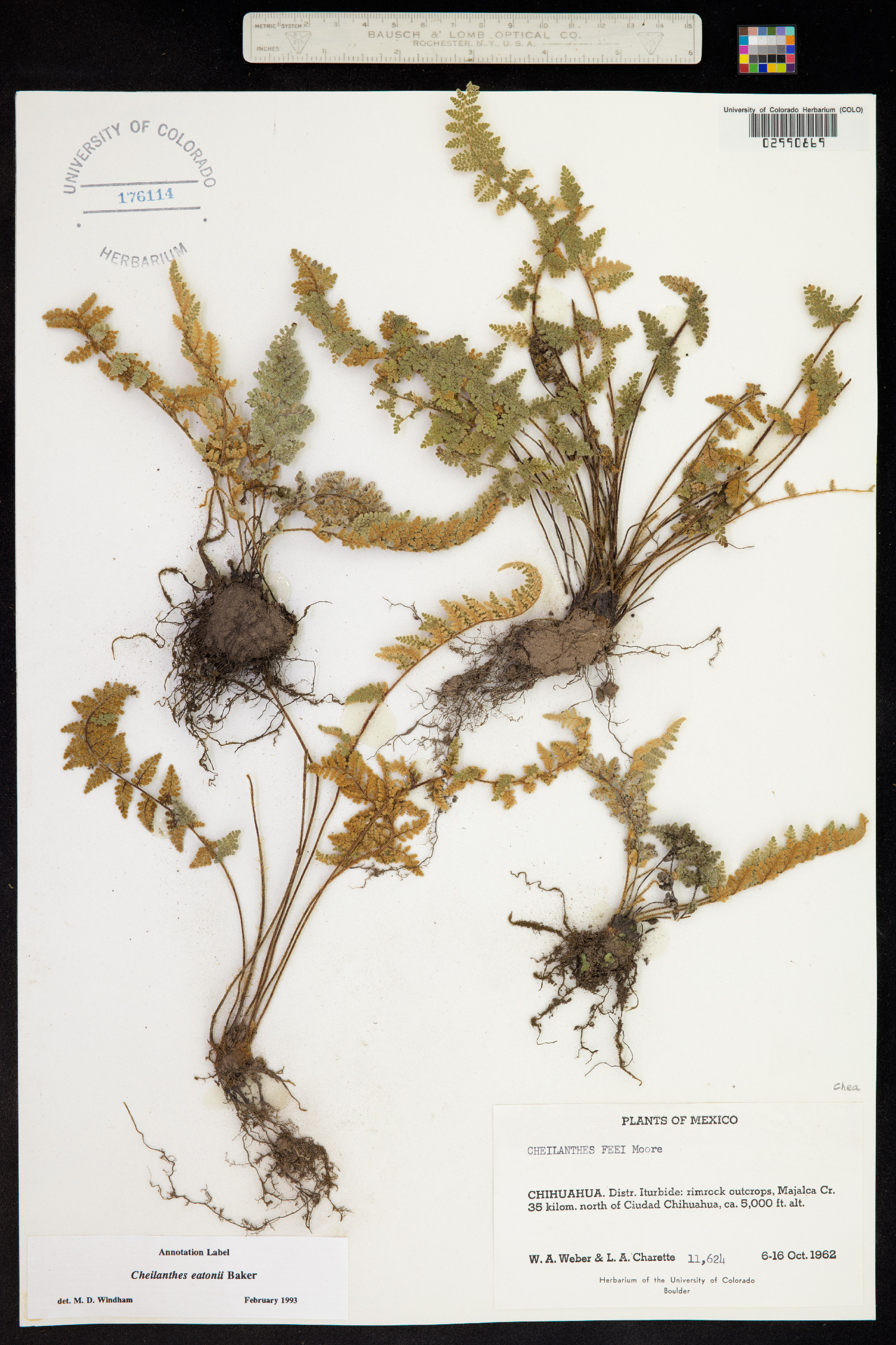 Cheilanthes eatonii image