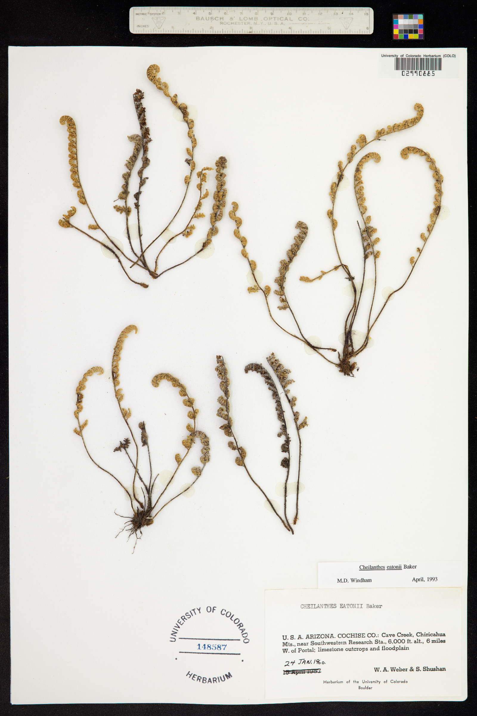 Cheilanthes eatonii image