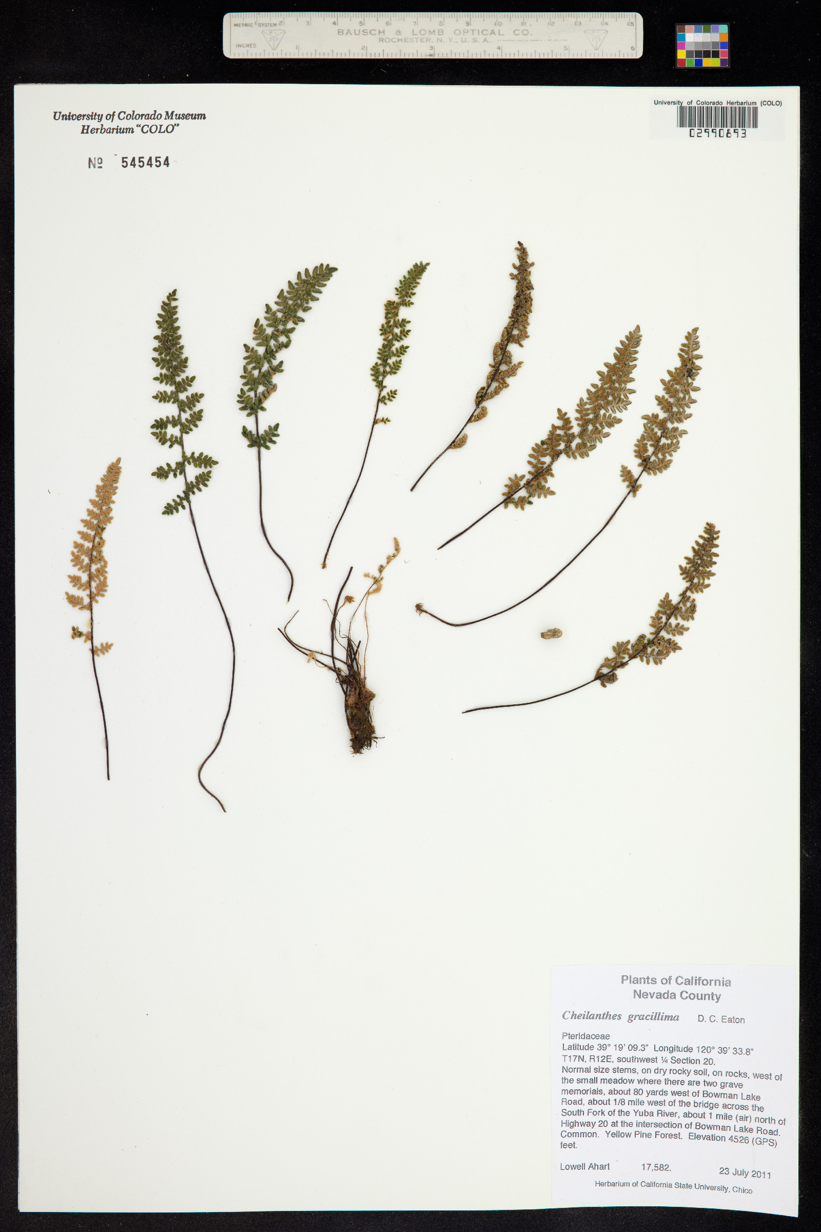 Cheilanthes gracillima image