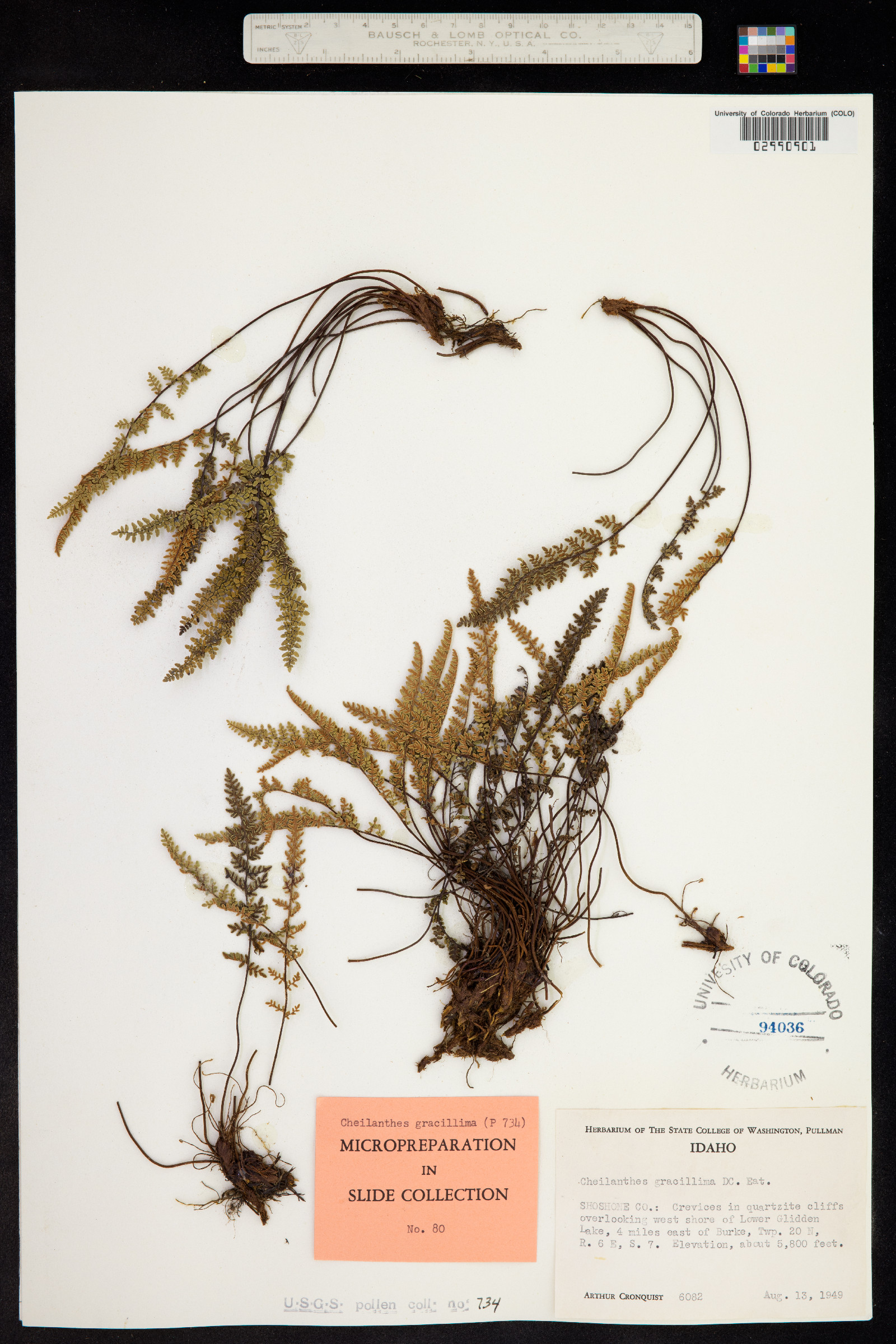 Cheilanthes gracillima image