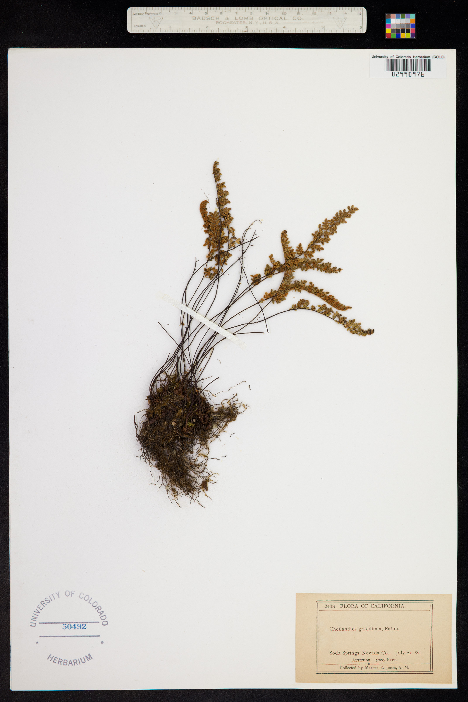 Cheilanthes gracillima image