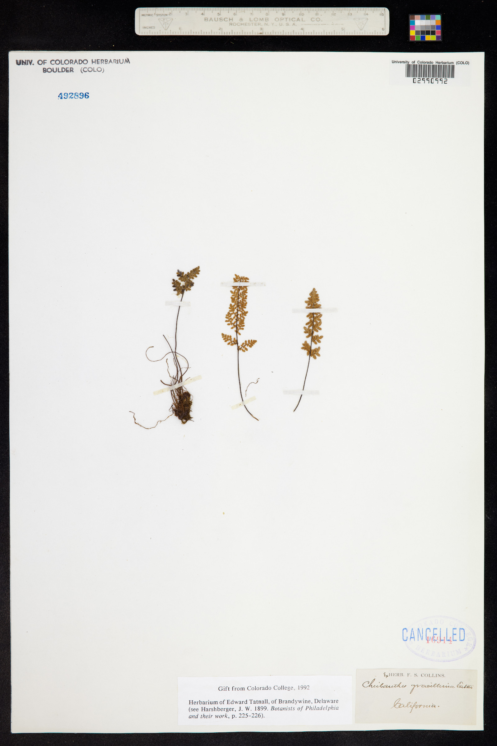 Cheilanthes gracillima image
