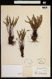 Cheilanthes gracillima image
