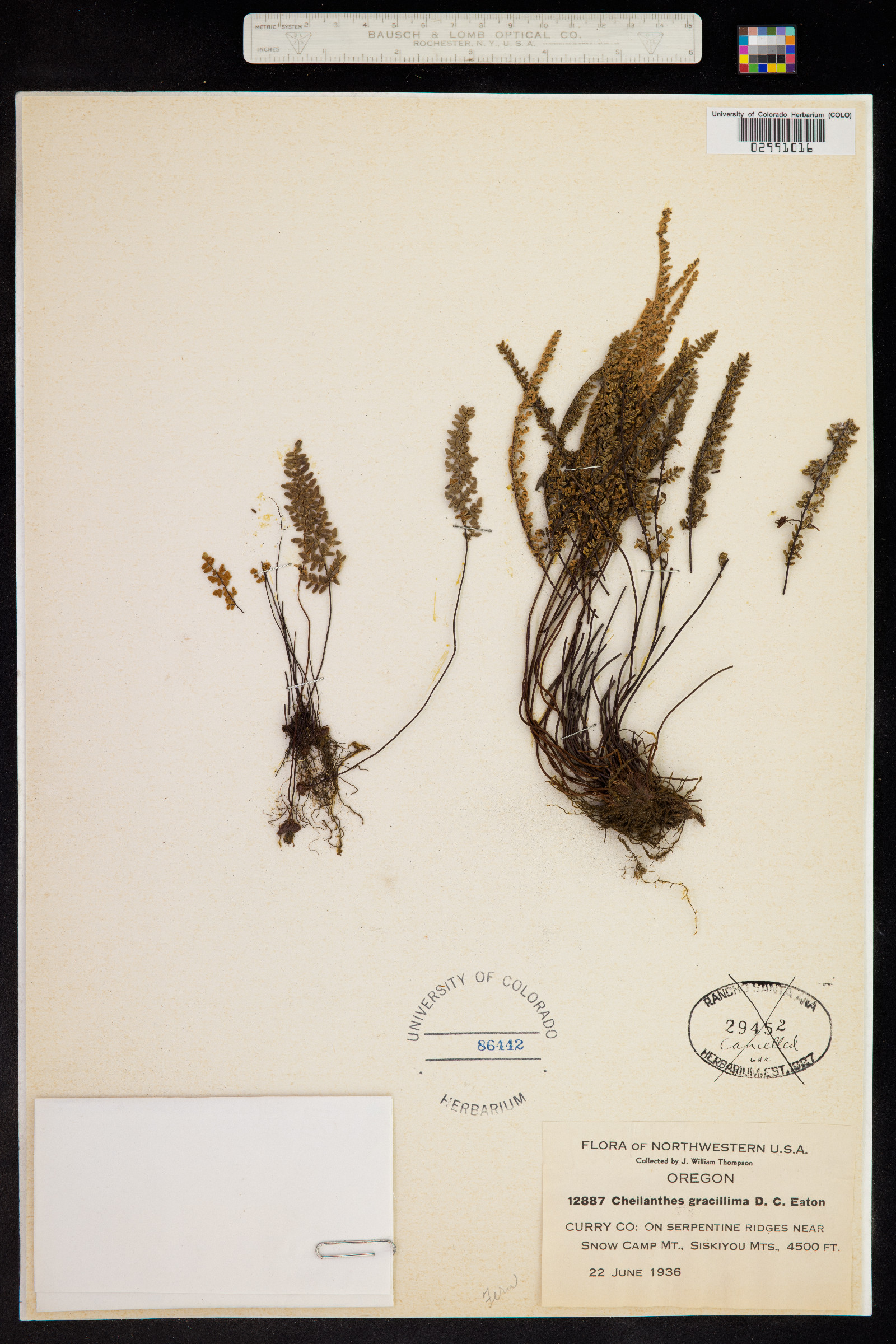 Cheilanthes gracillima image