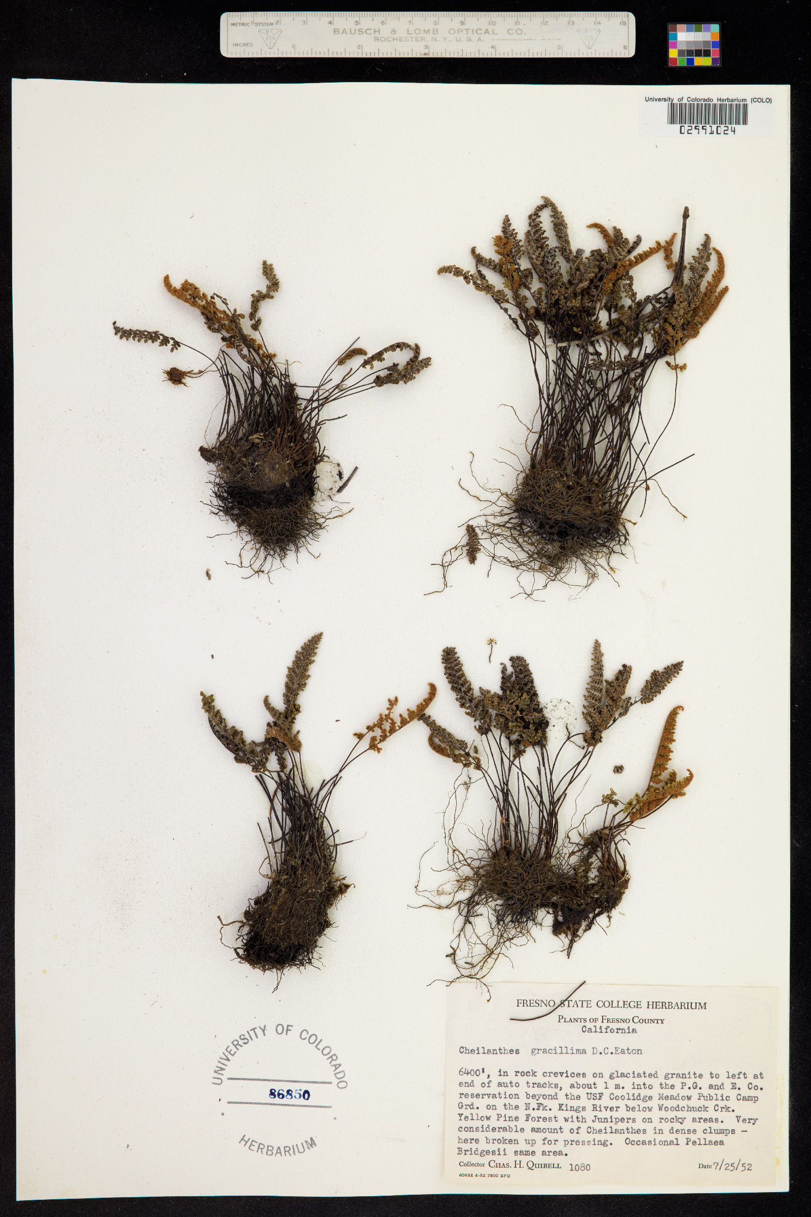 Cheilanthes gracillima image