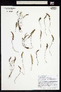Cheilanthes gracillima image