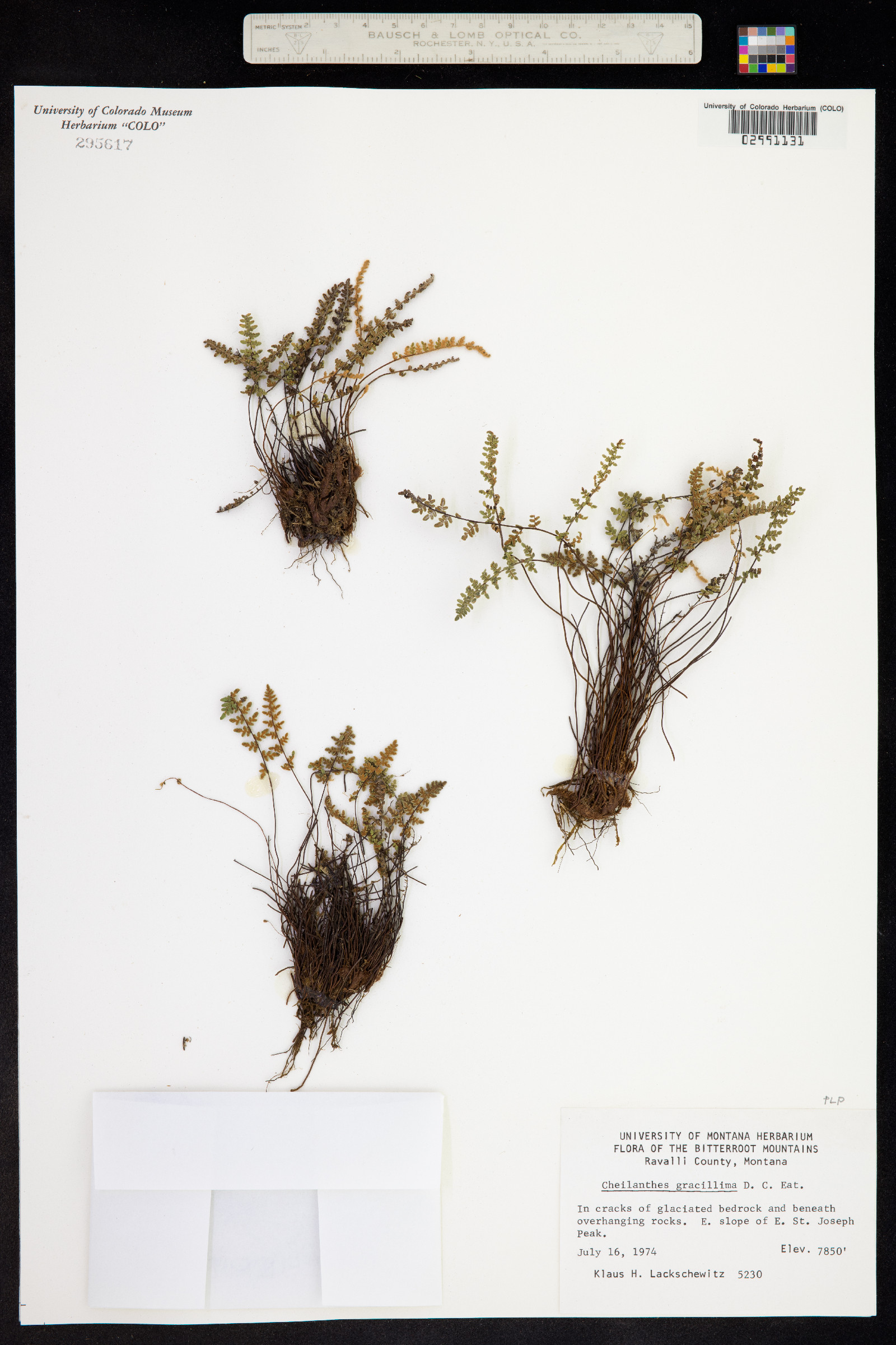 Cheilanthes gracillima image