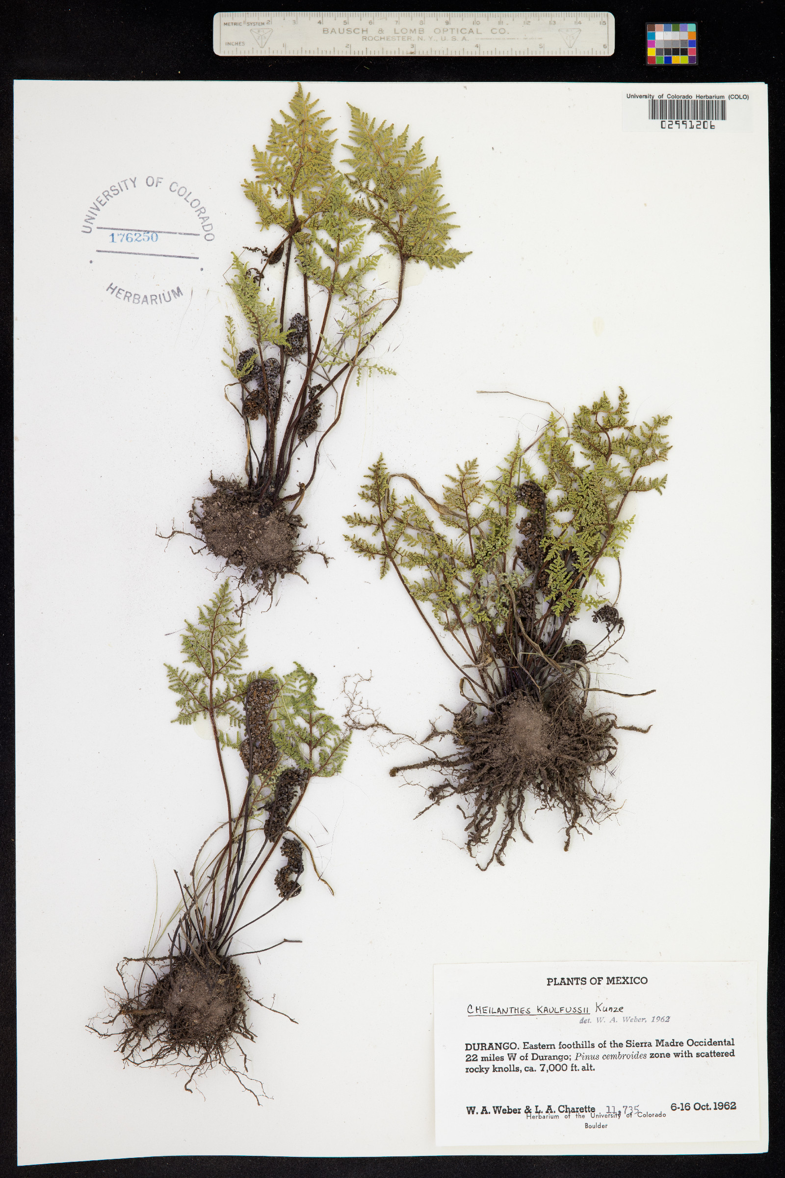 Gaga kaulfussii image