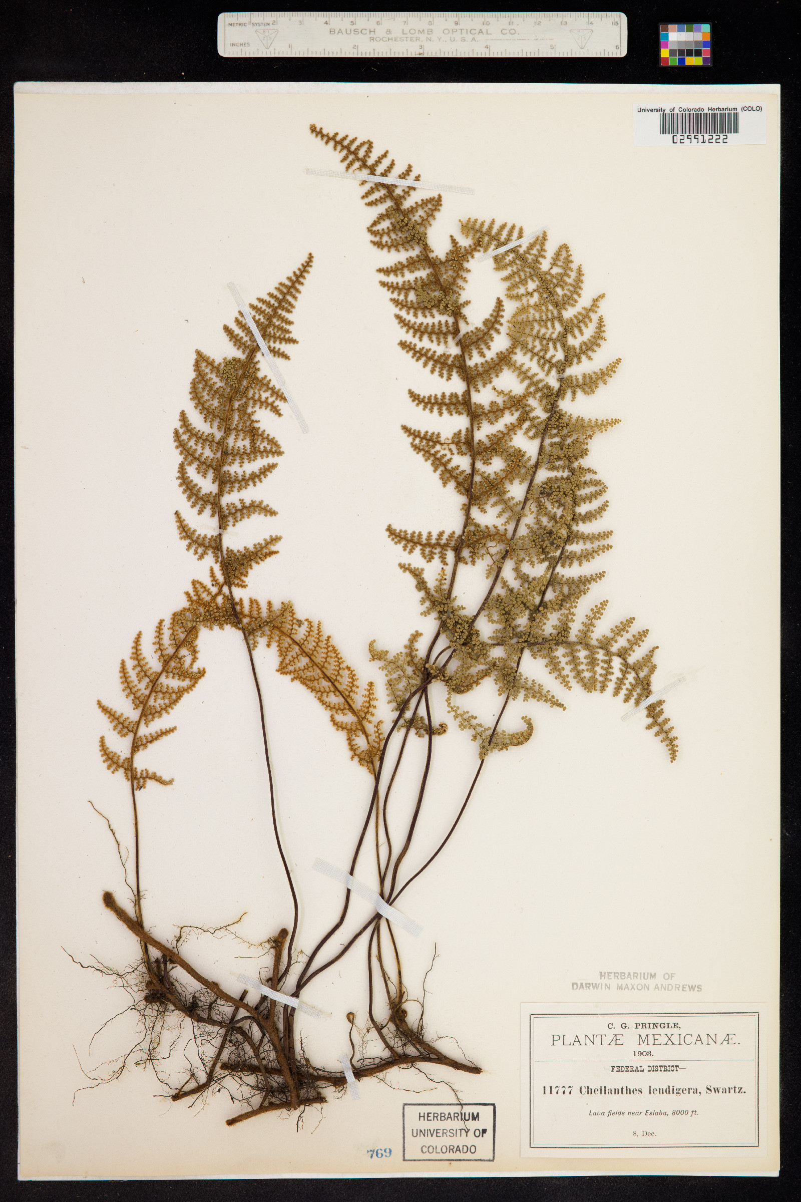 Cheilanthes lendigera image