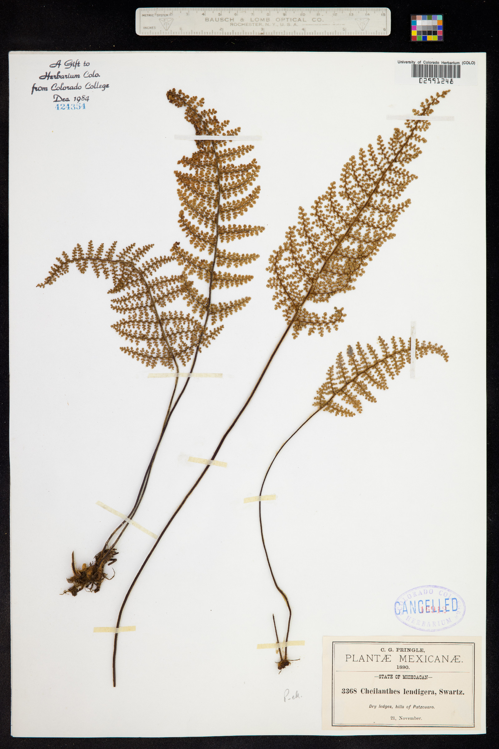 Cheilanthes lendigera image