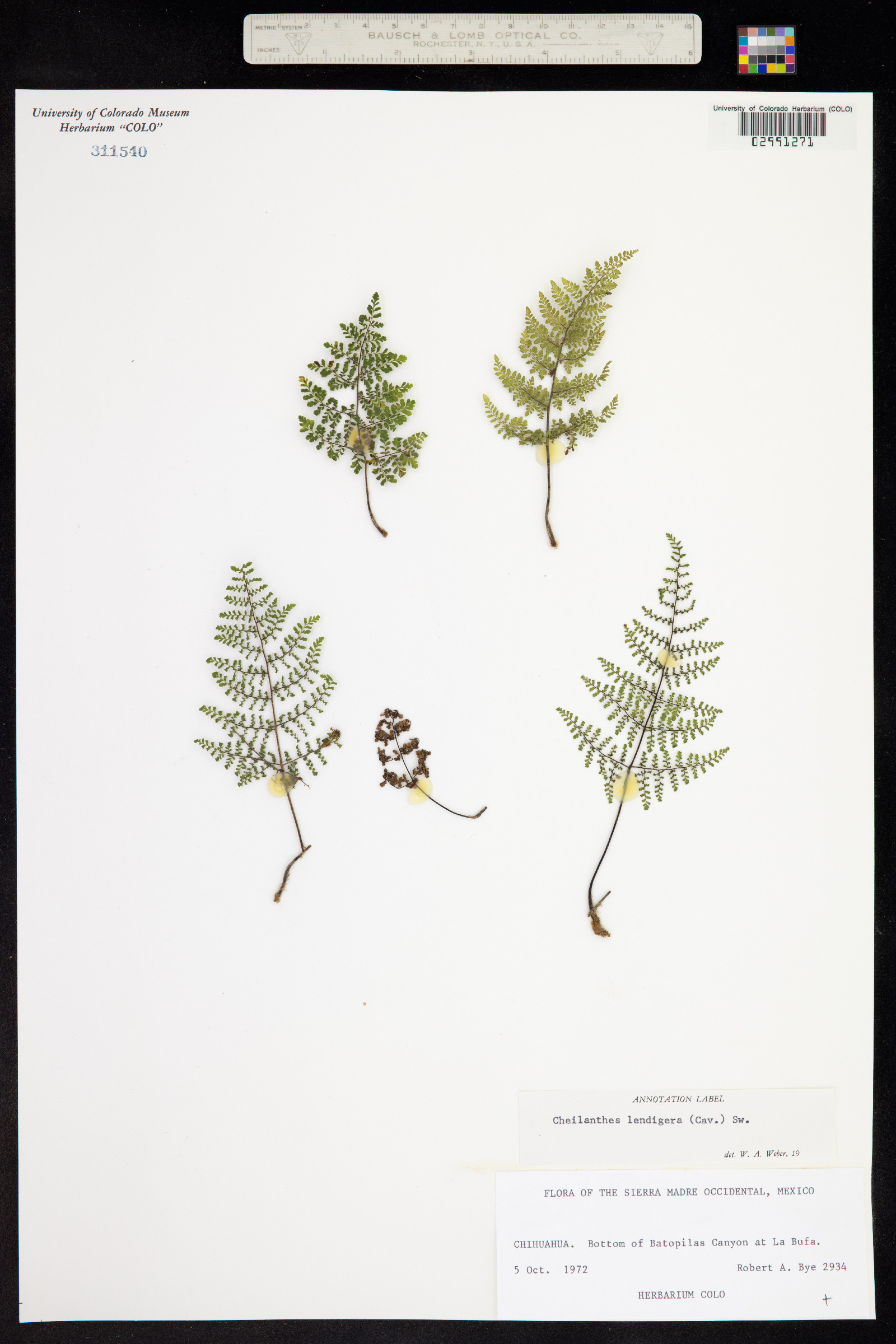Cheilanthes lendigera image