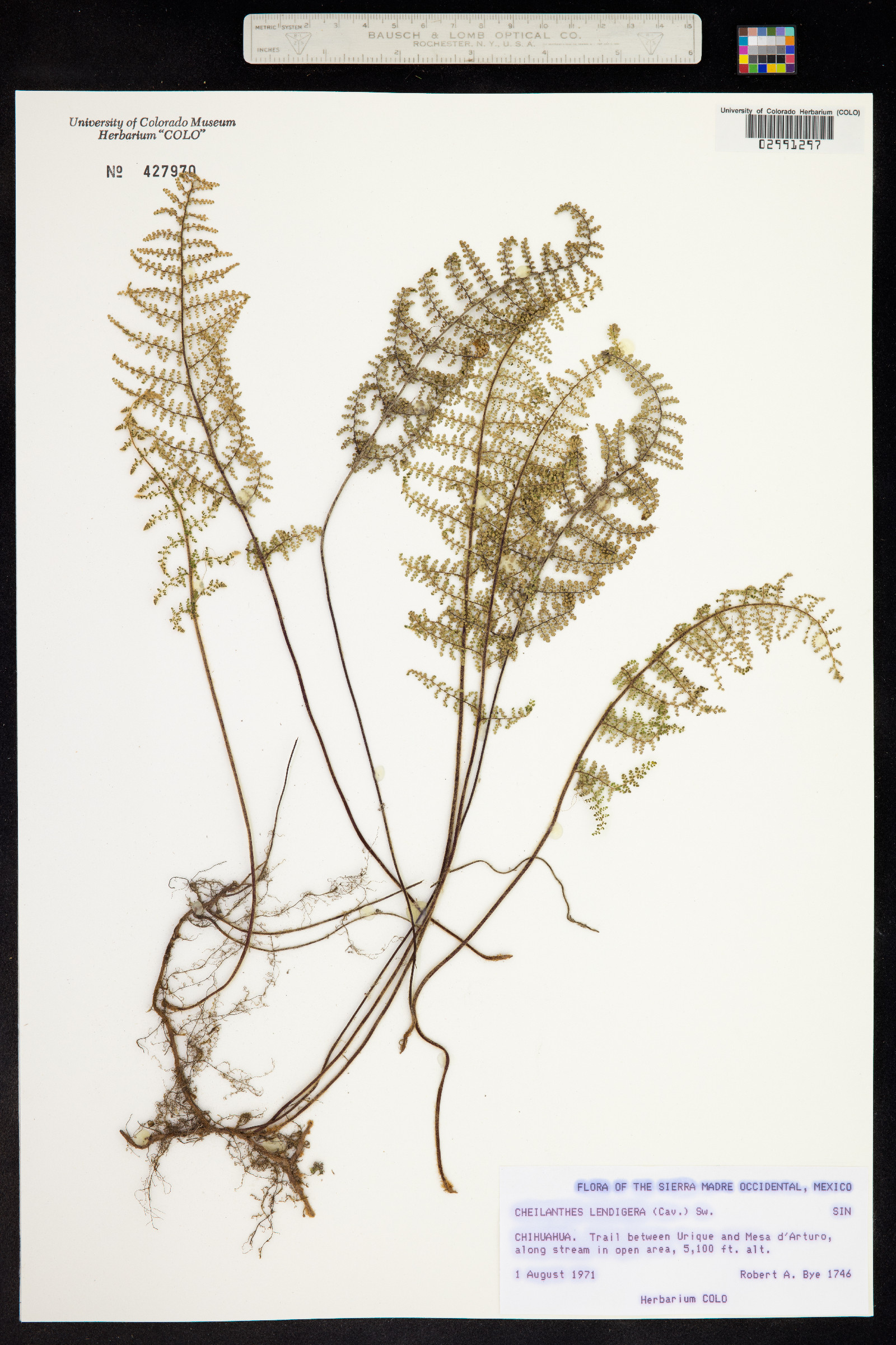 Cheilanthes lendigera image