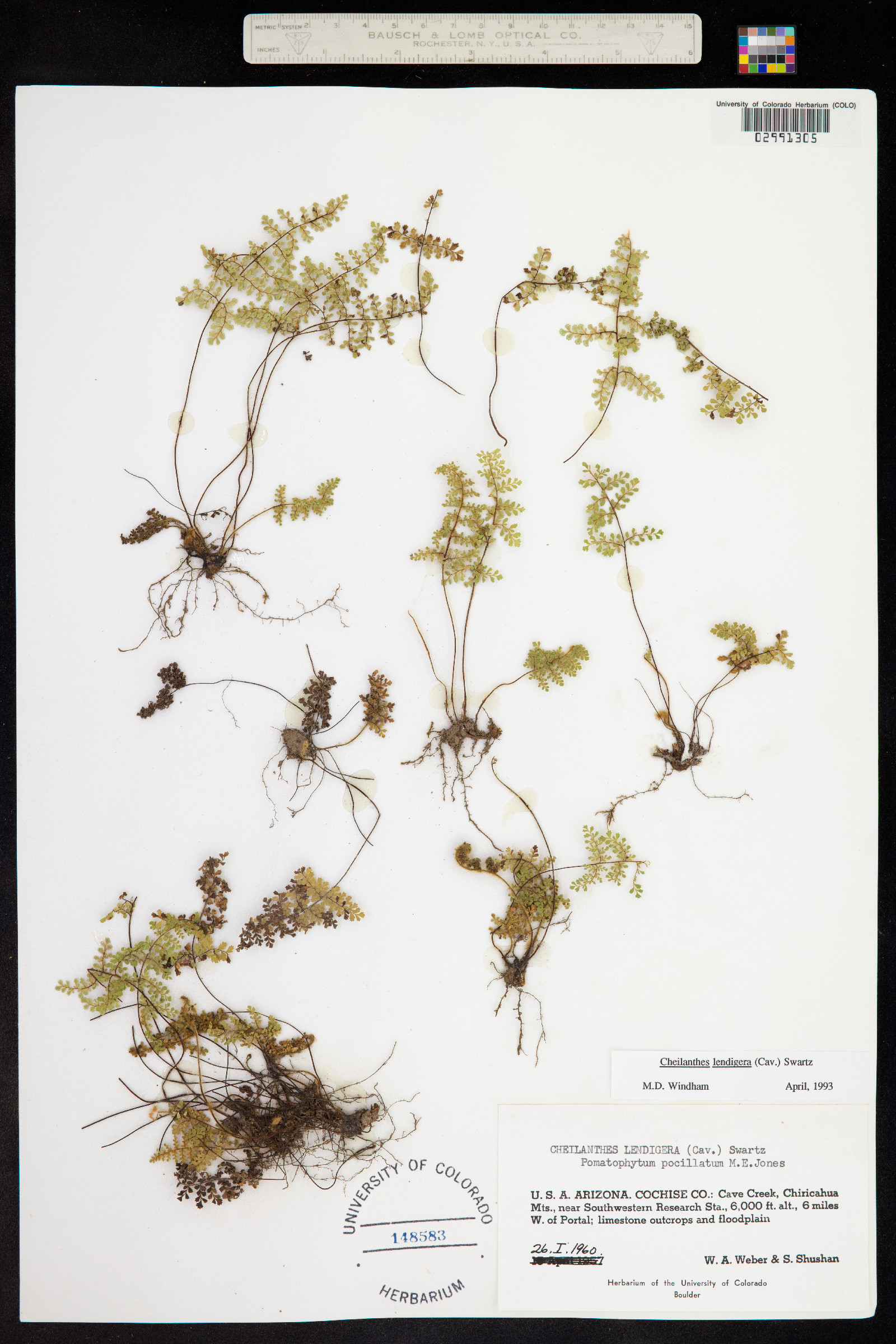 Cheilanthes lendigera image