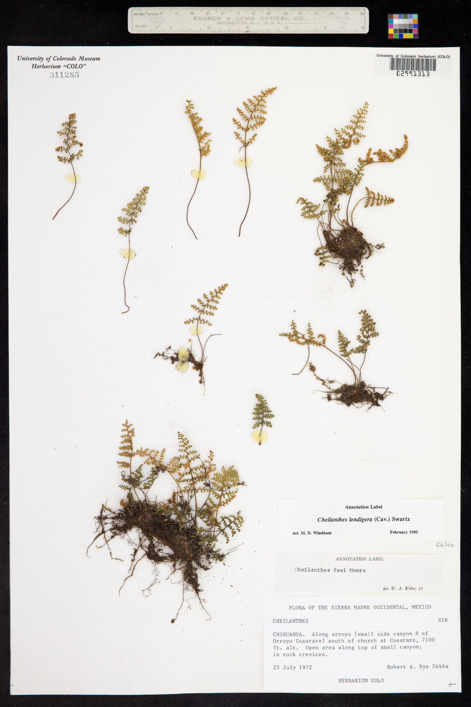 Cheilanthes lendigera image