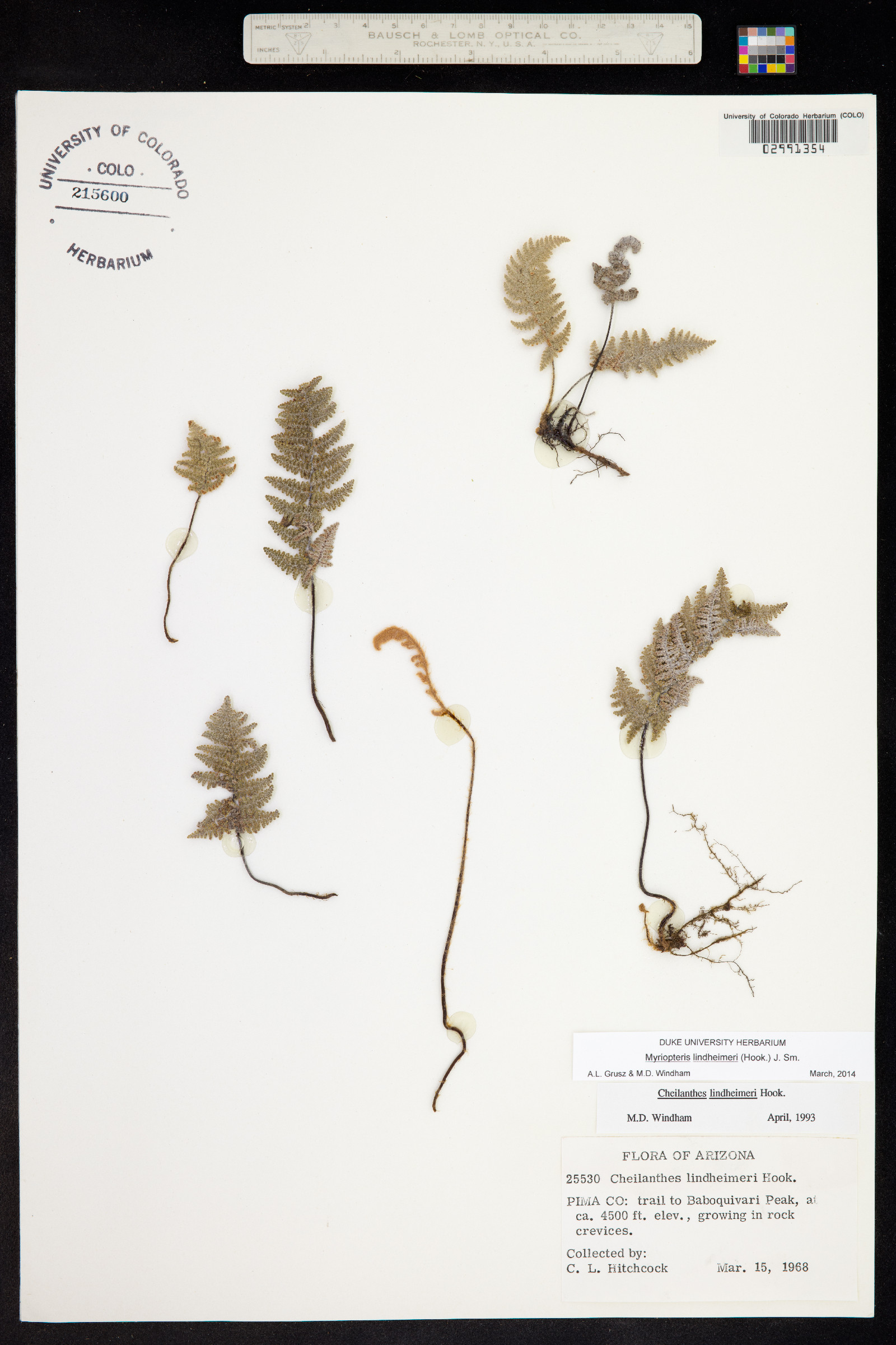 Cheilanthes lindheimeri image