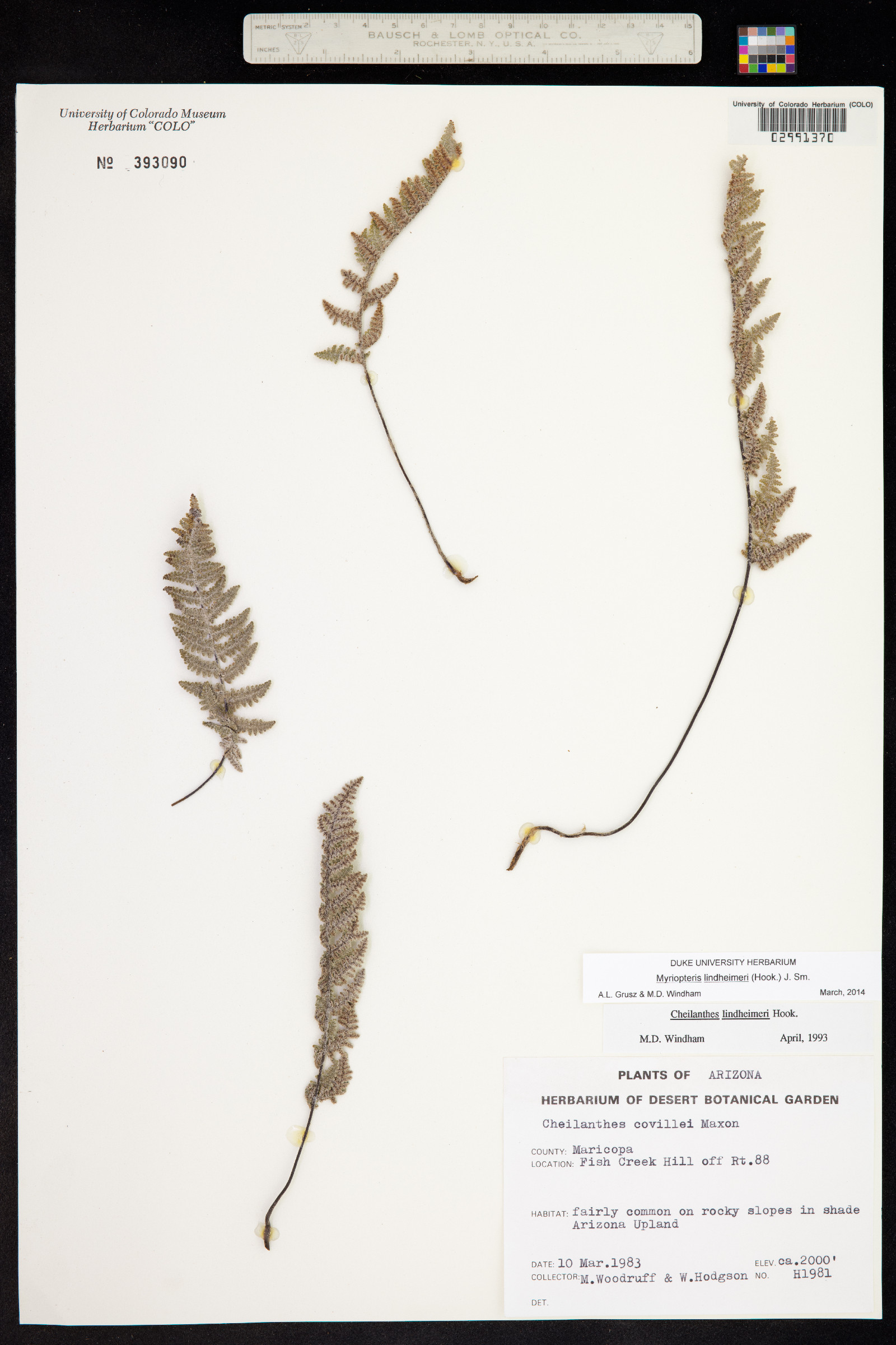 Cheilanthes lindheimeri image