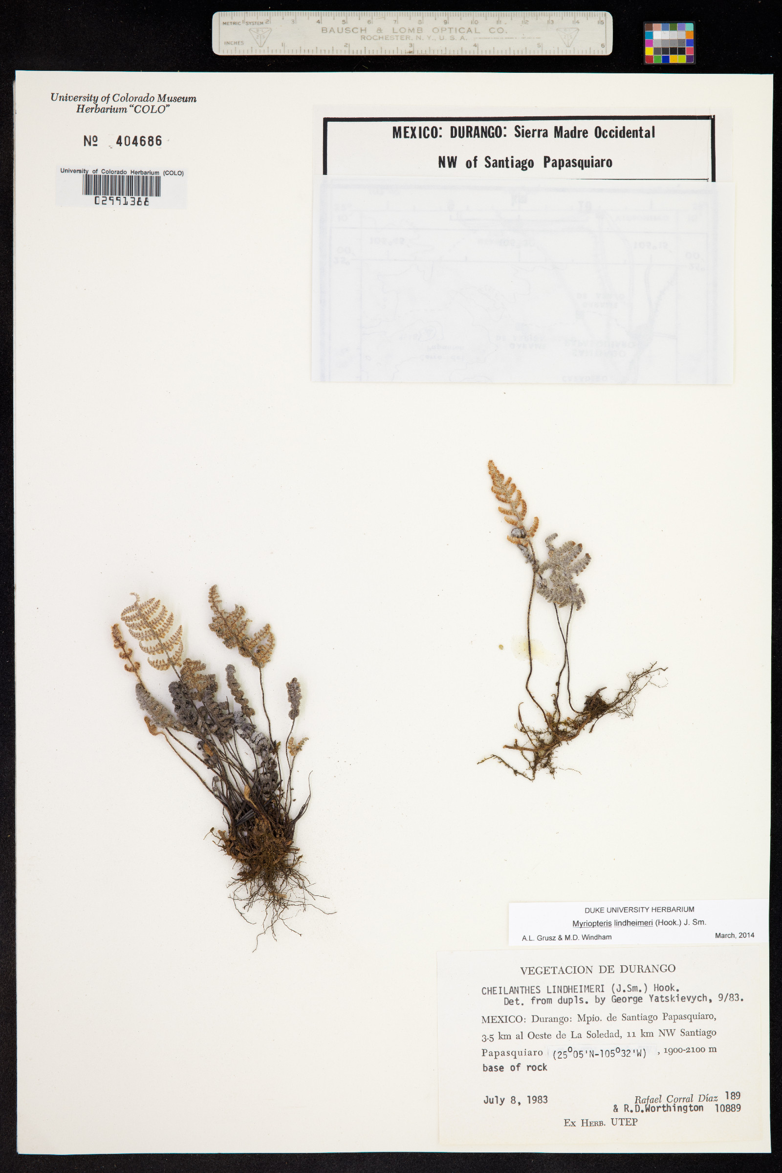 Cheilanthes lindheimeri image