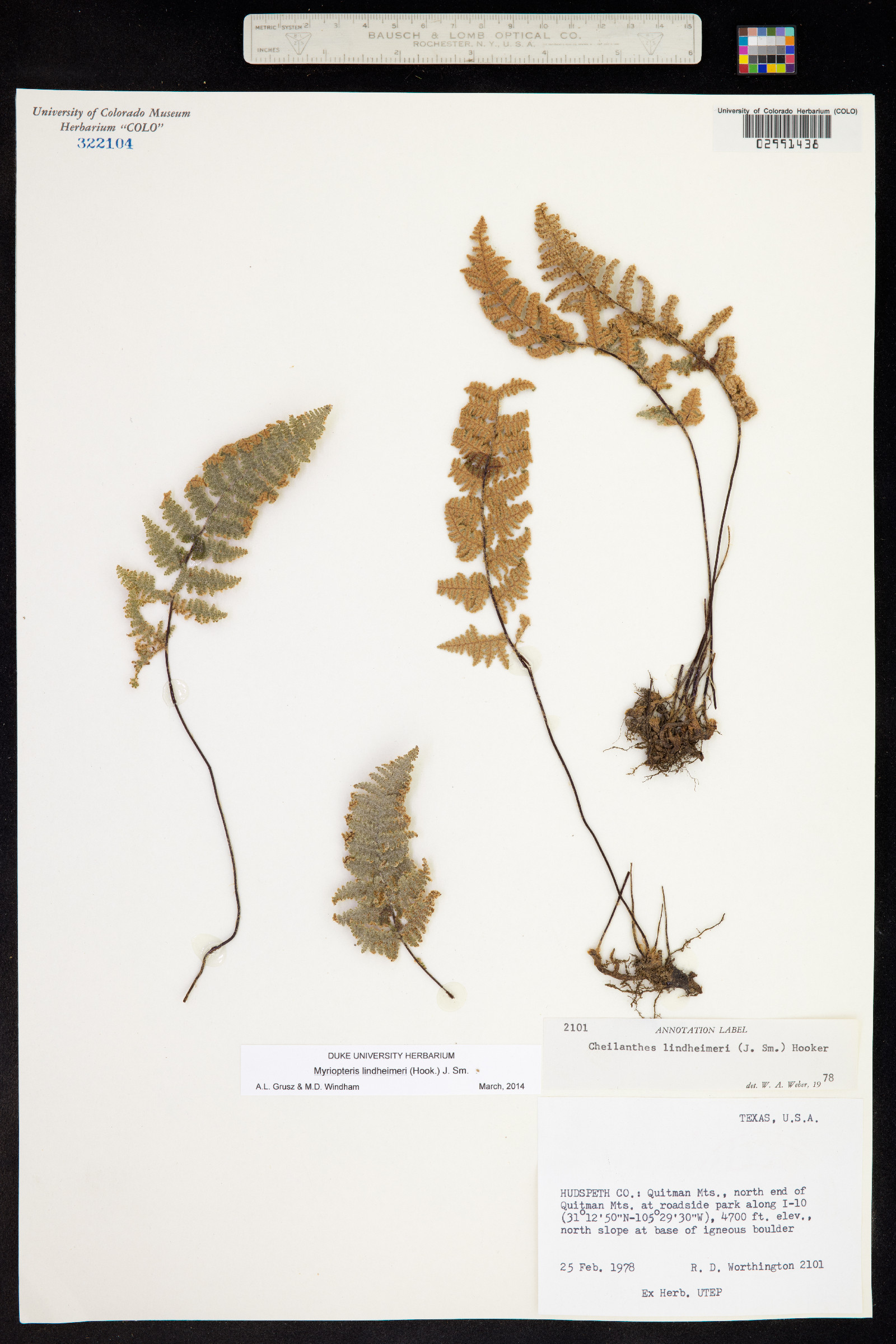 Cheilanthes image