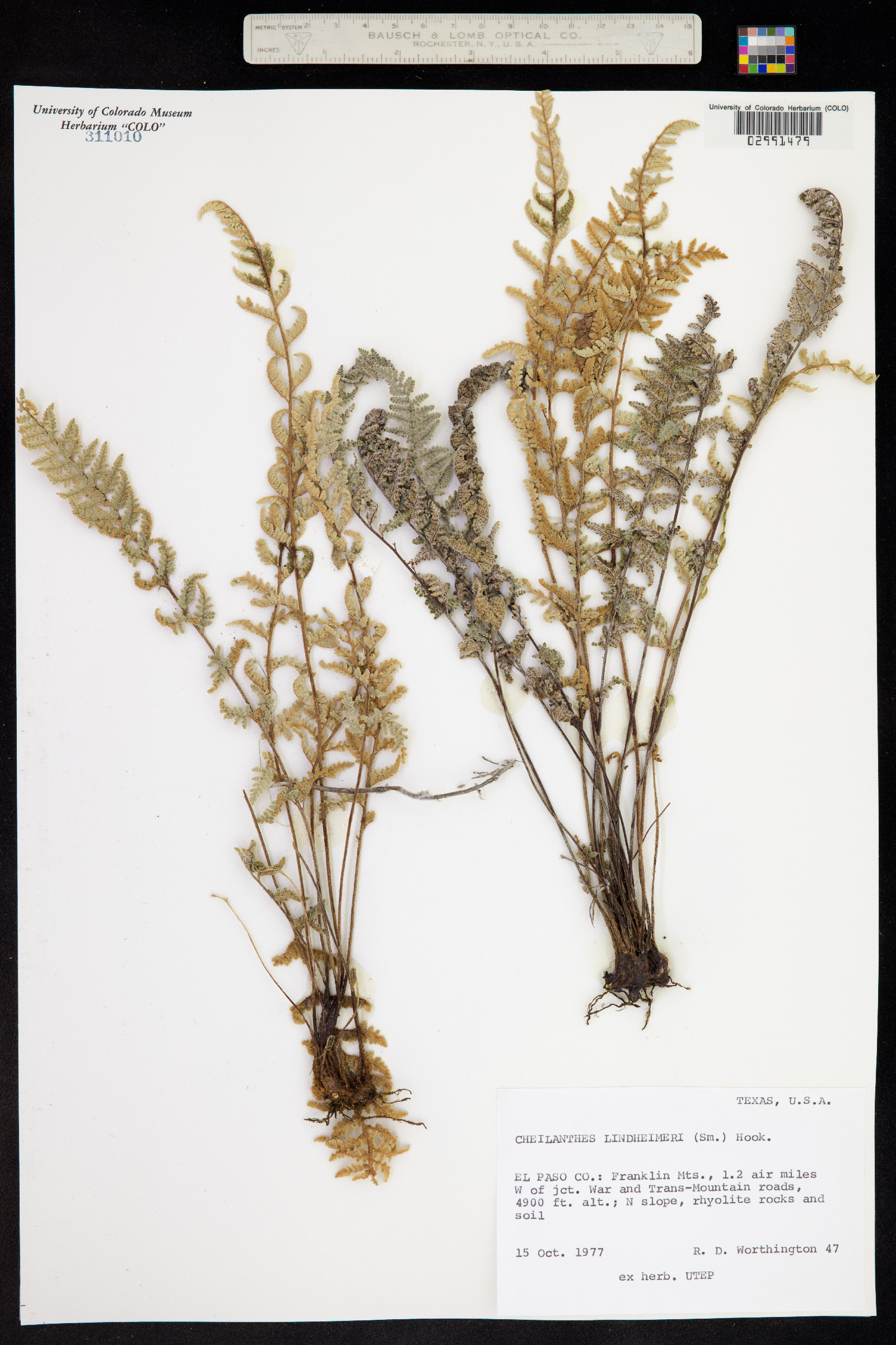 Cheilanthes lindheimeri image