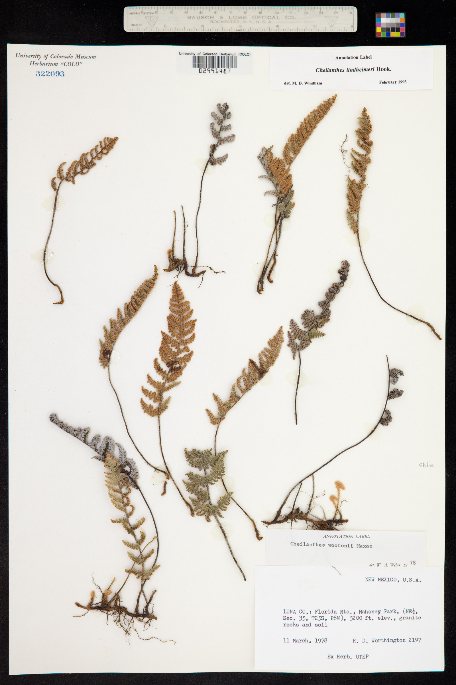 Cheilanthes lindheimeri image