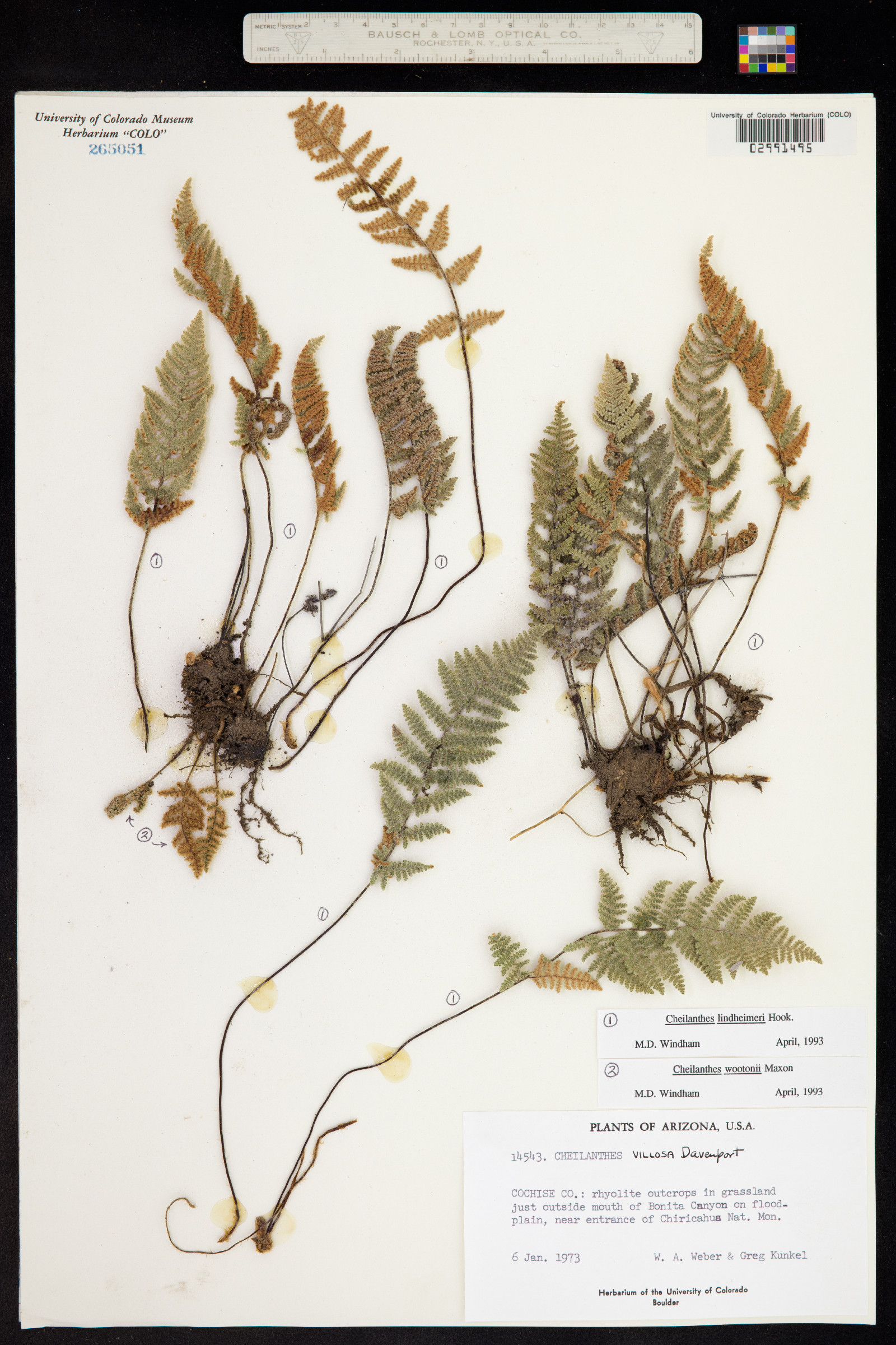 Cheilanthes lindheimeri image