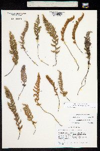 Image of Cheilanthes lindheimeri
