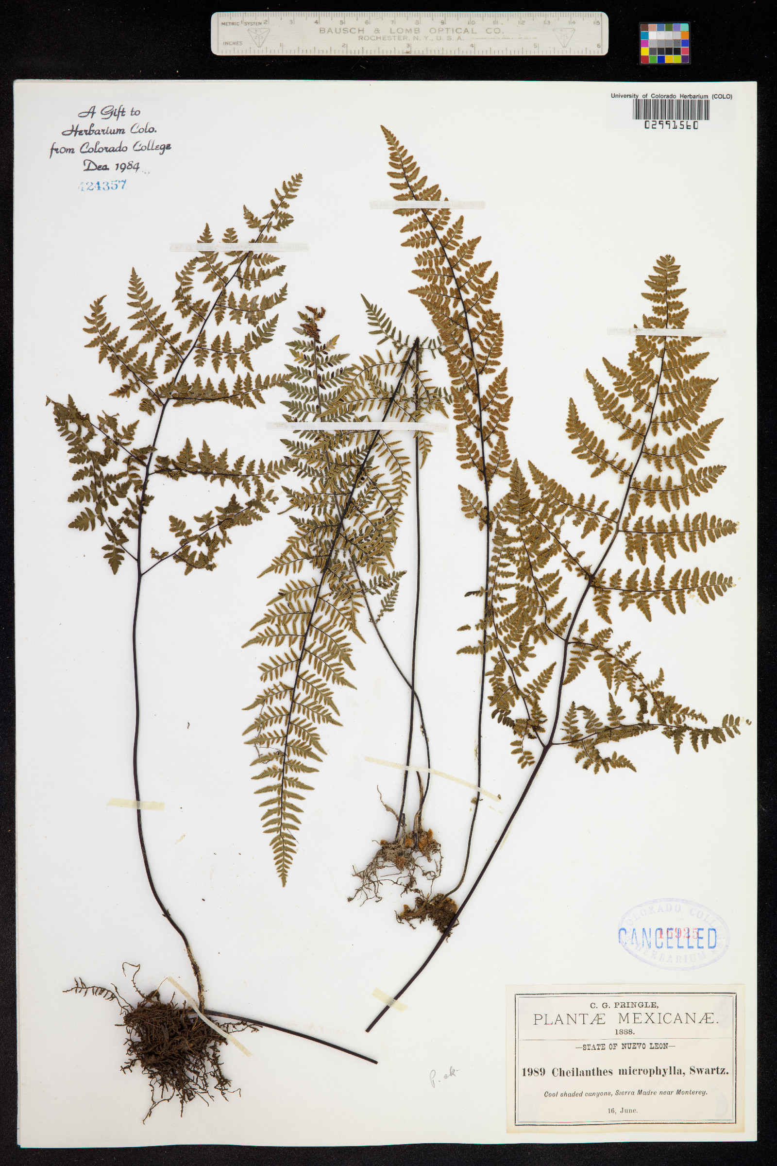 Cheilanthes microphylla image