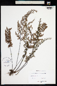 Cheilanthes microphylla image