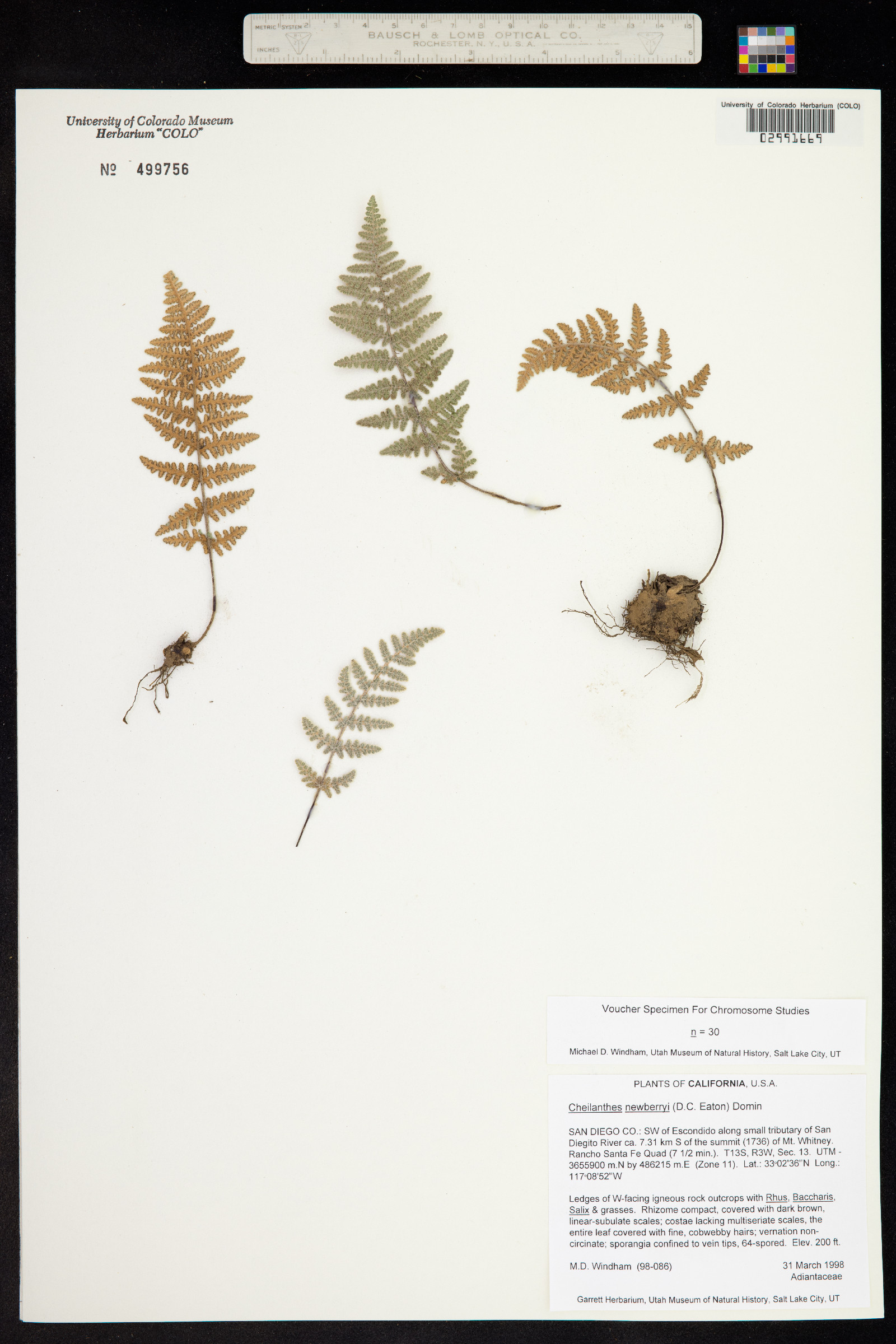 Cheilanthes newberryi image