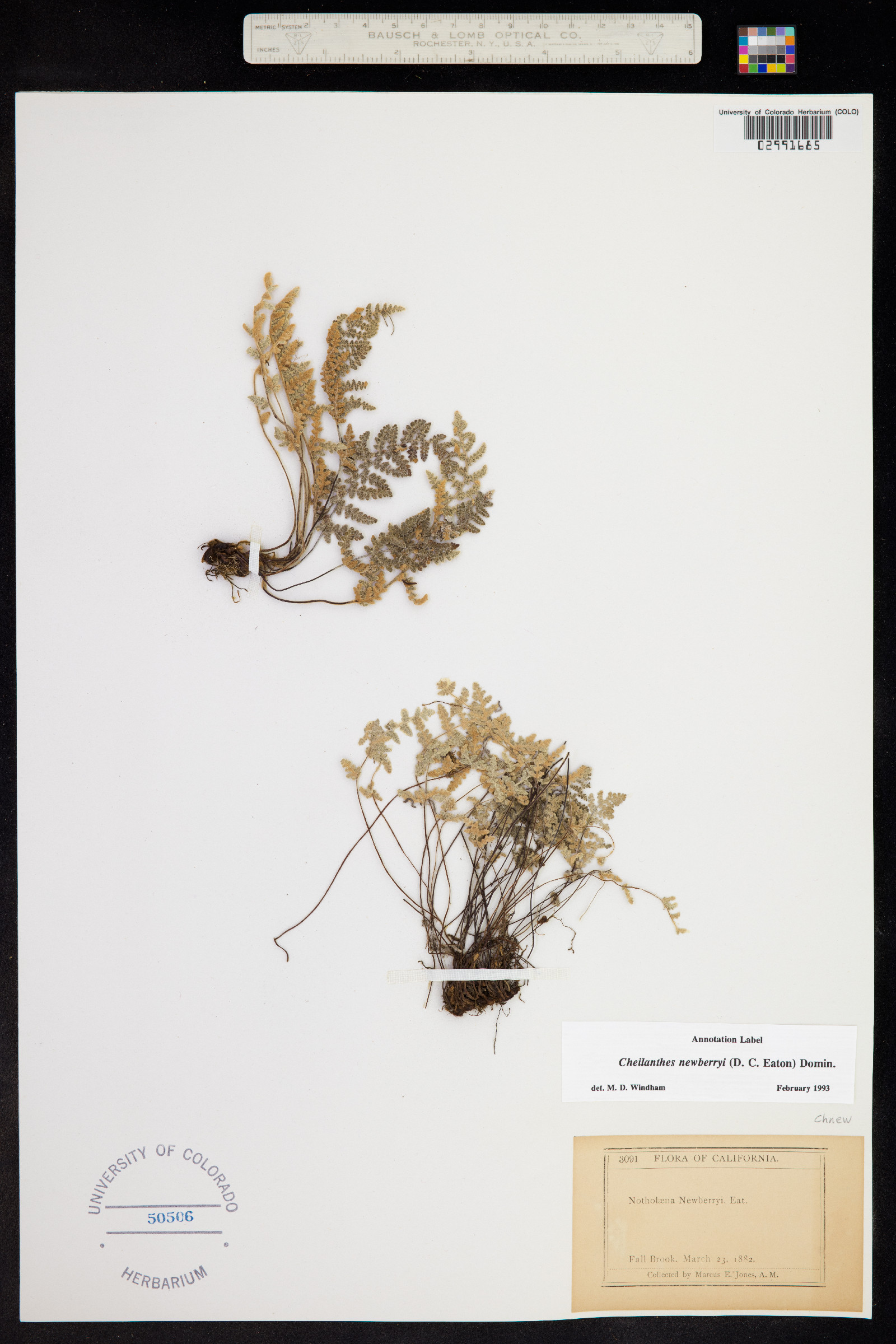 Cheilanthes newberryi image